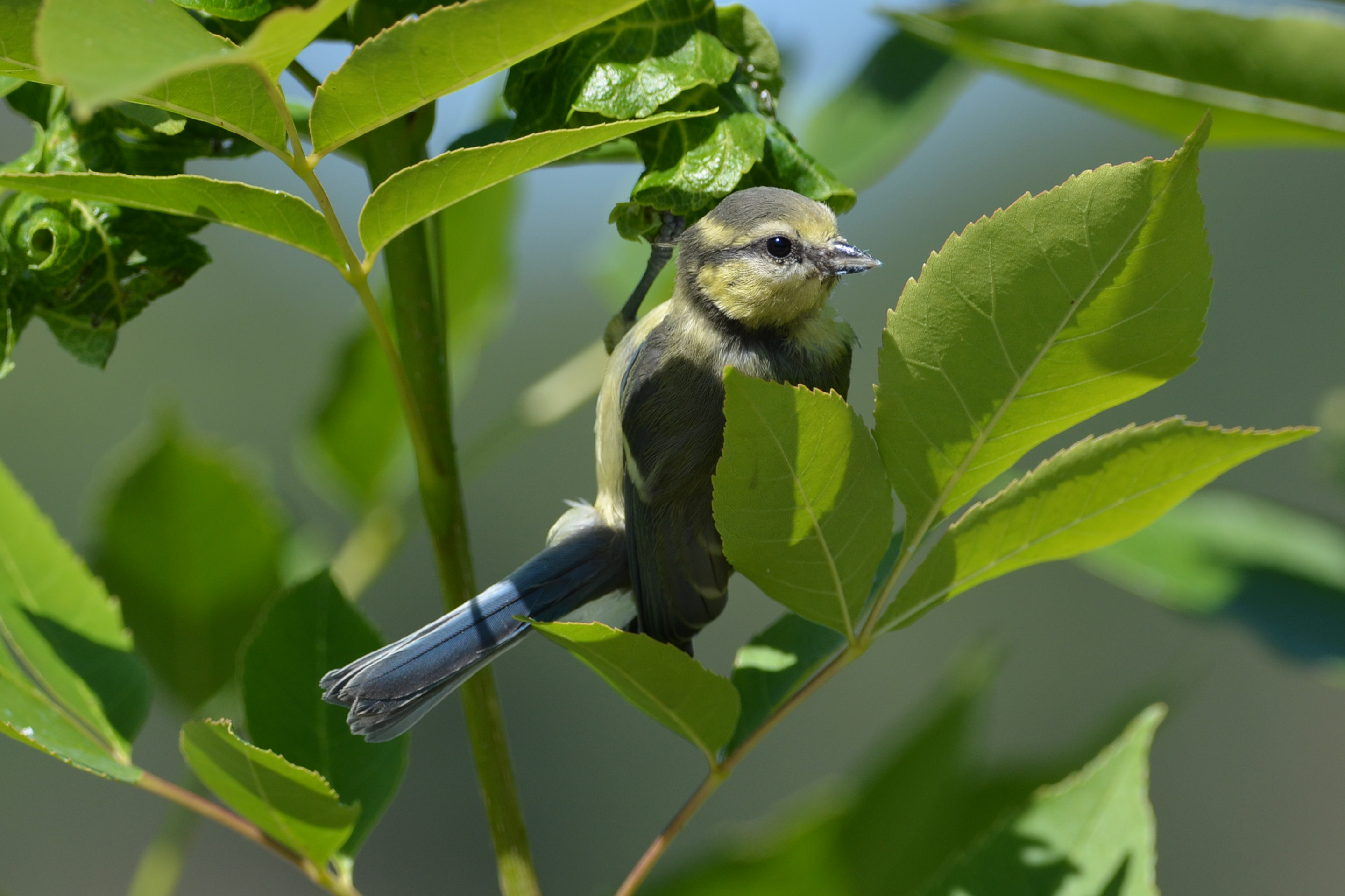 Eine Junge Blaumeise sitzt in einem Baum.
