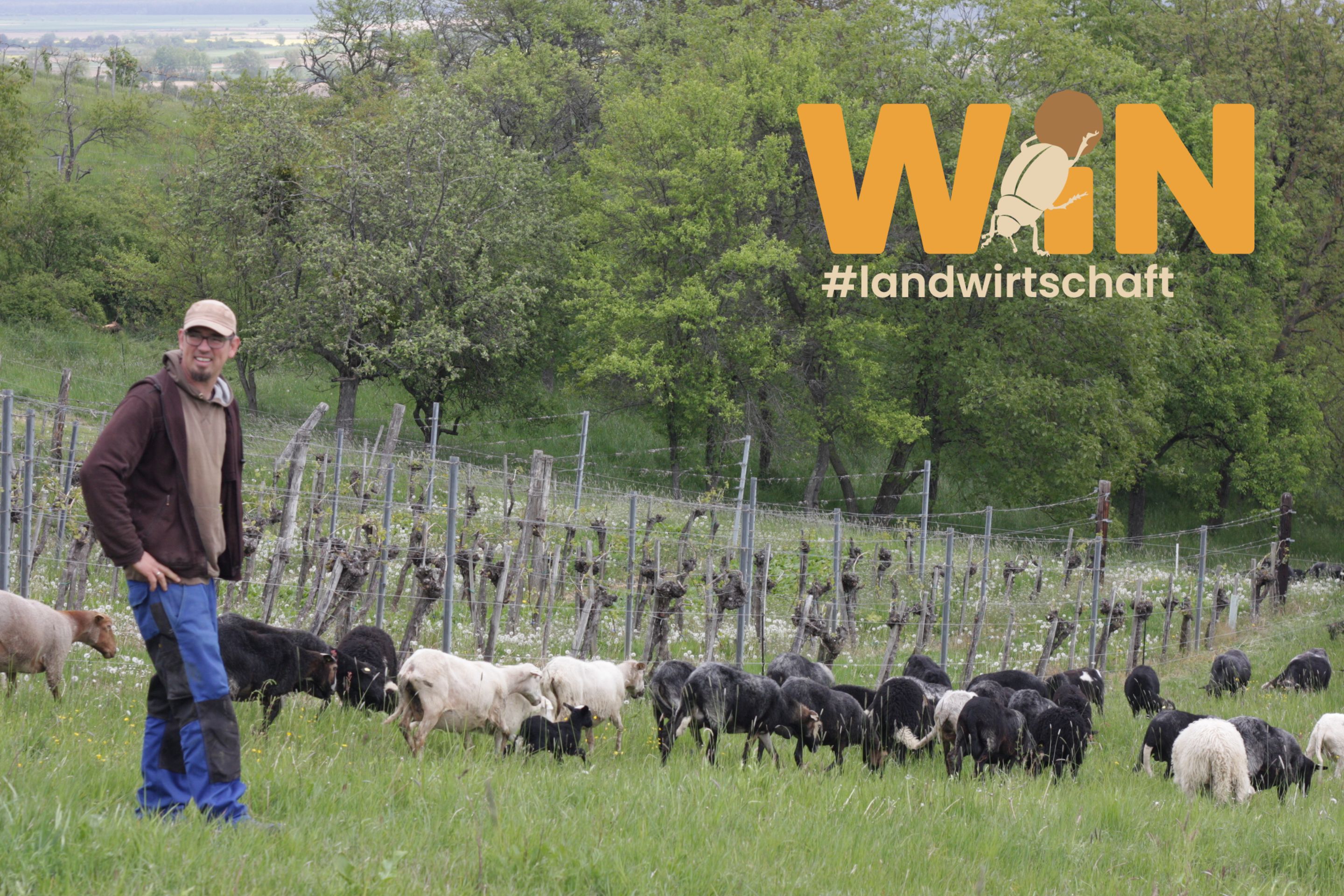 Die Familie Elpons beweidet mit ihren Krainer Steinschafen wertvolle Wiesen im Naturpark Südburgenländische Weinidylle. 
