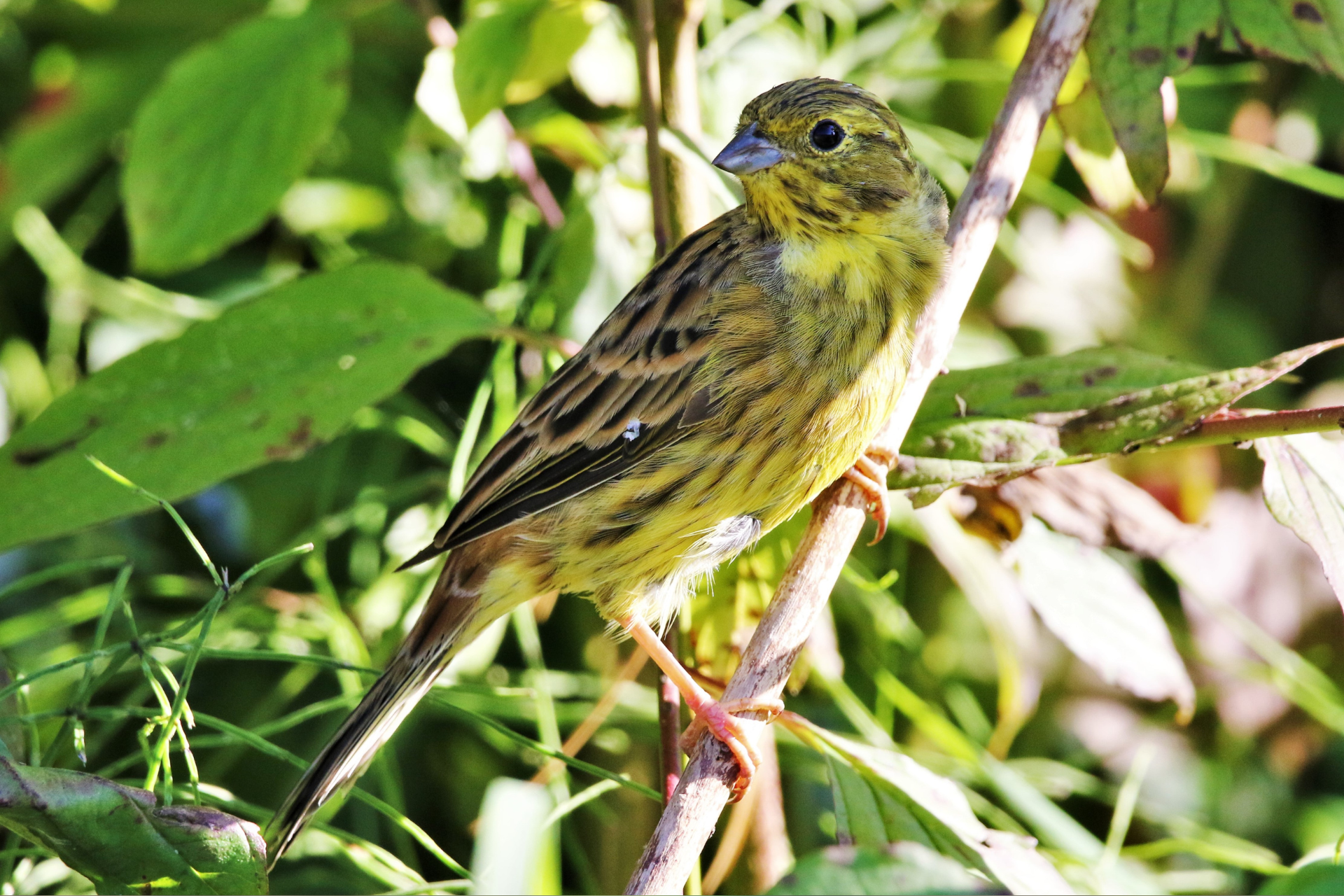 Eine Goldammer sitzt auf einem Ast im Gebüsch.