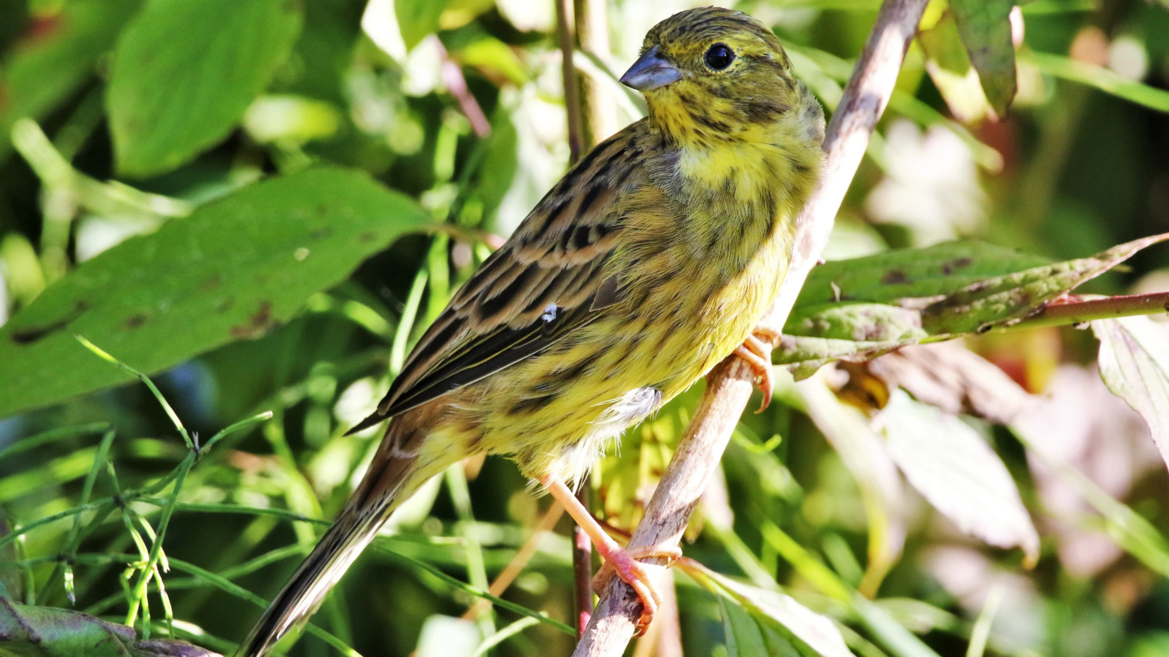 Eine Goldammer sitzt auf einem Ast im Gebüsch.