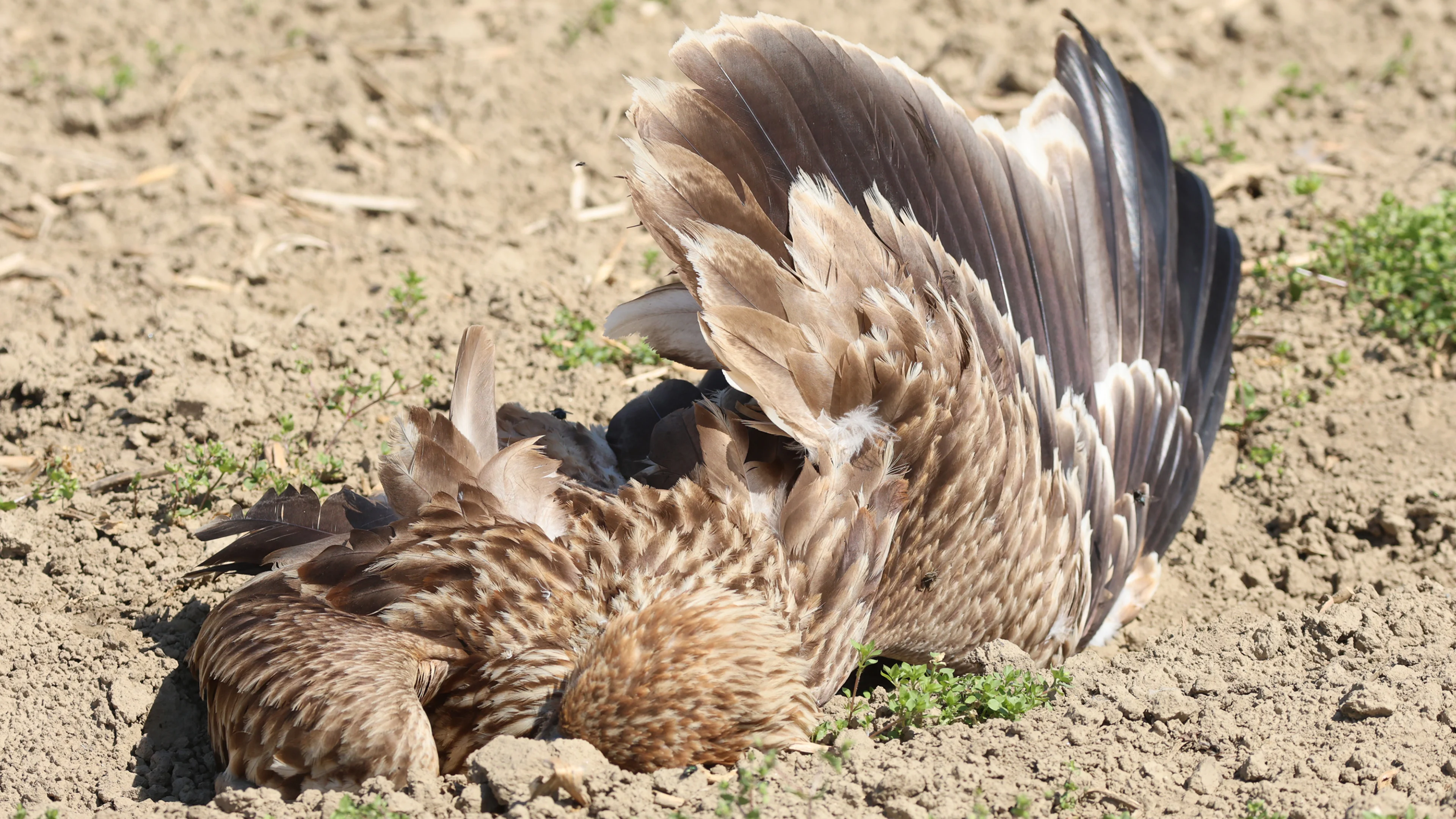 Ein toter Kaiseradler liegt auf einem Acker.