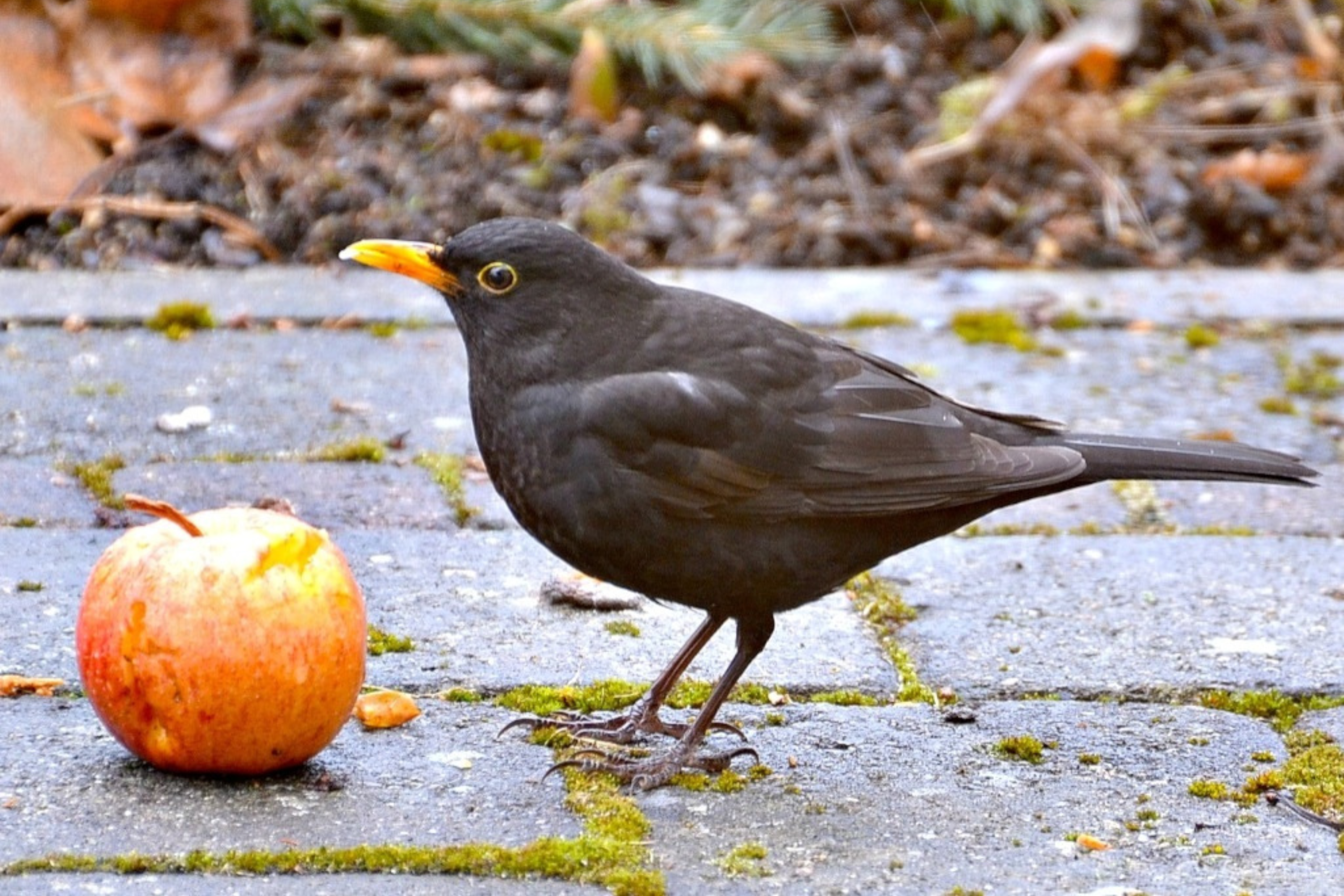 Eine Amsel bedient sich an einem herabgefallenen Apfel.