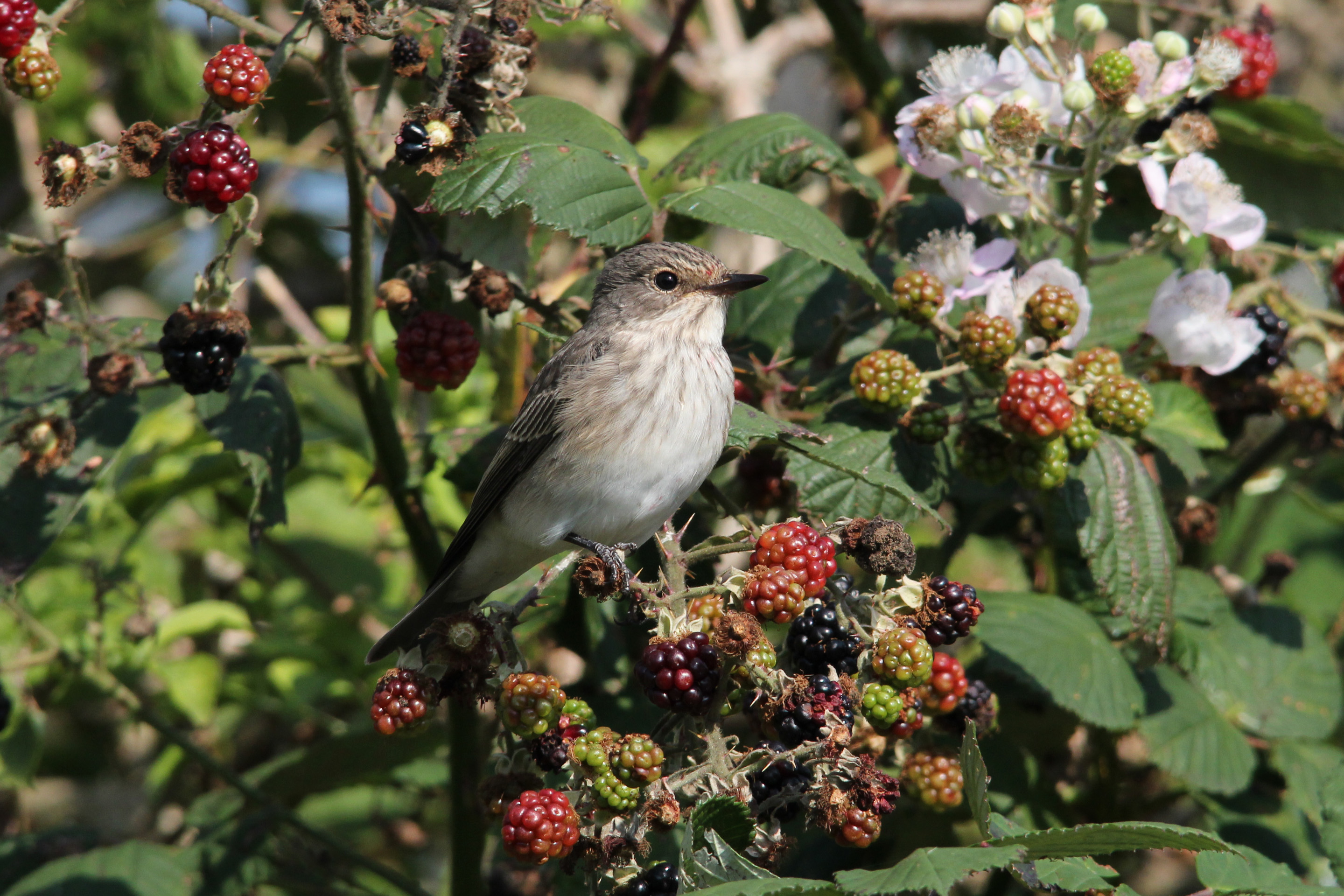 Ein Grauschnäpper sitzt auf einer Brombeerstaude.