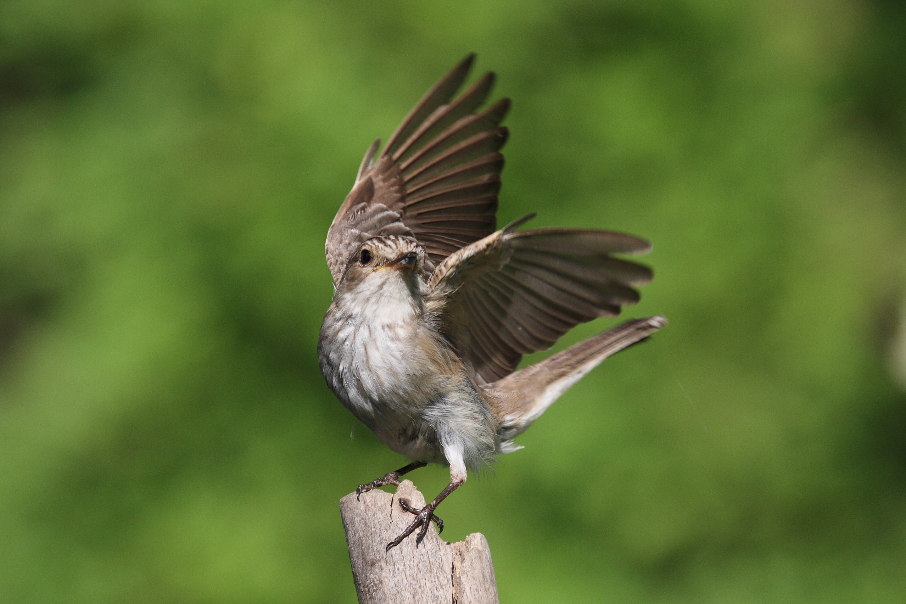 Grauschnäpper wegfliegend von einer Ansitzwarte.