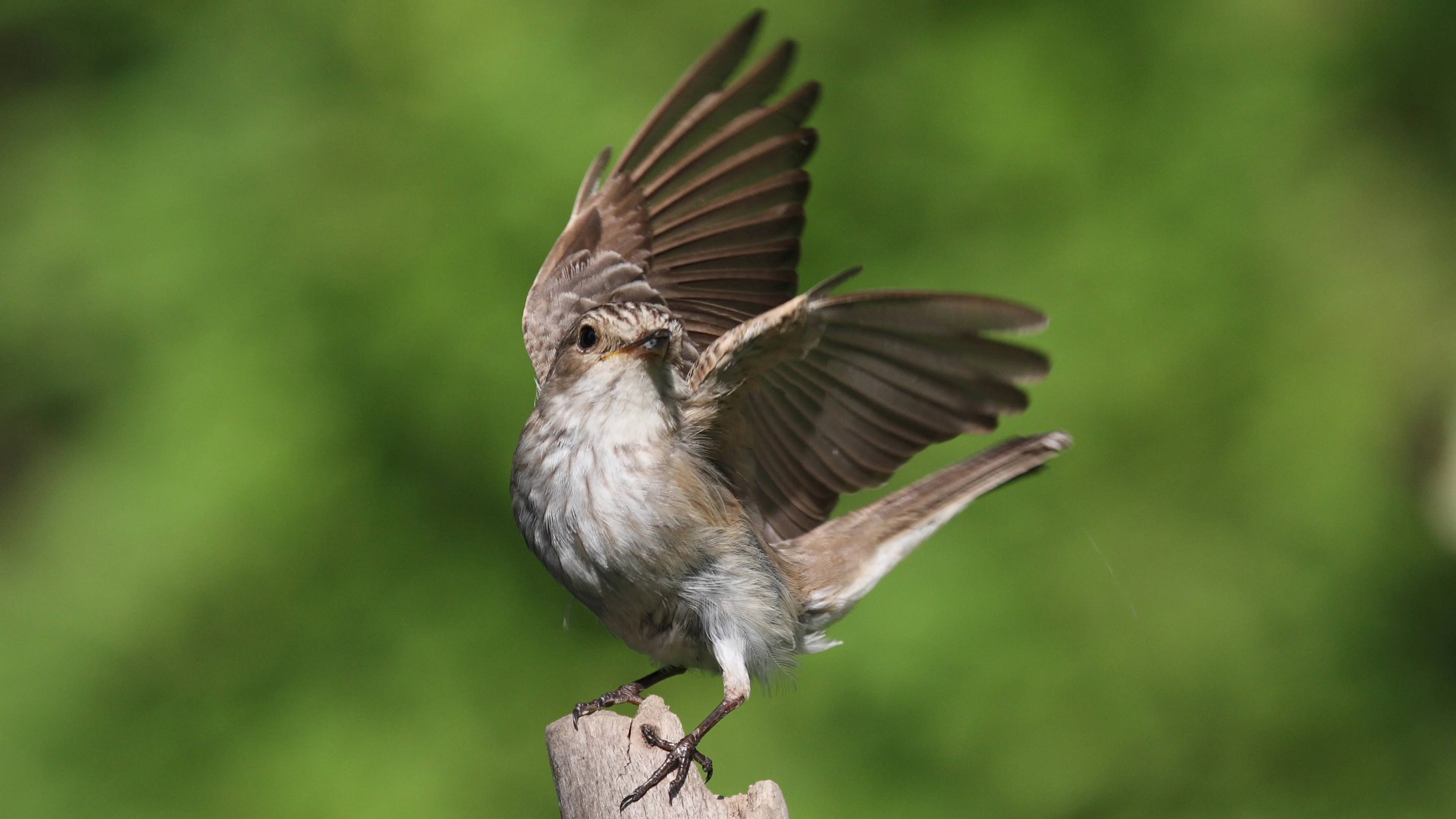 Grauschnäpper wegfliegend von einer Ansitzwarte.