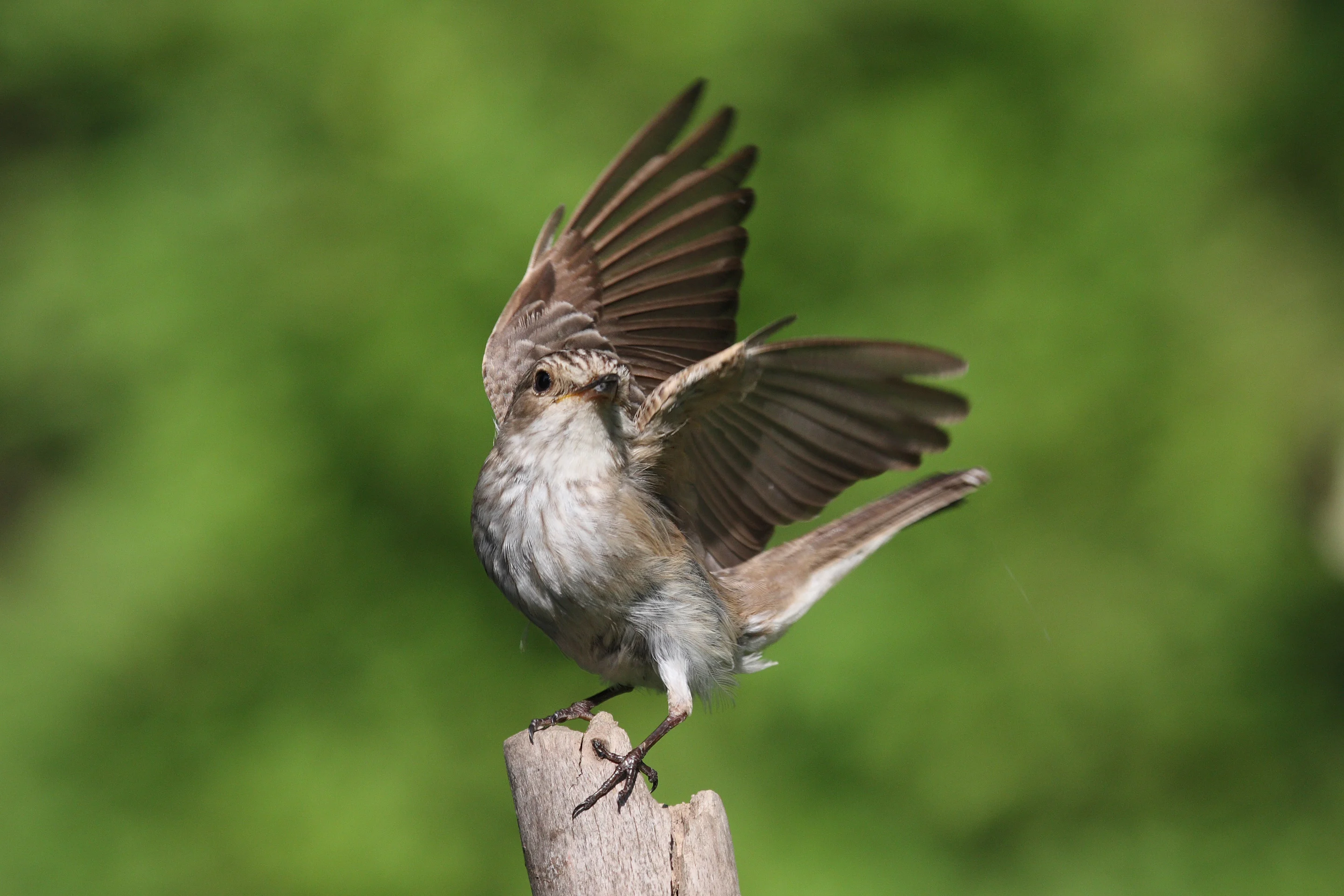 Grauschnäpper wegfliegend von einer Ansitzwarte.