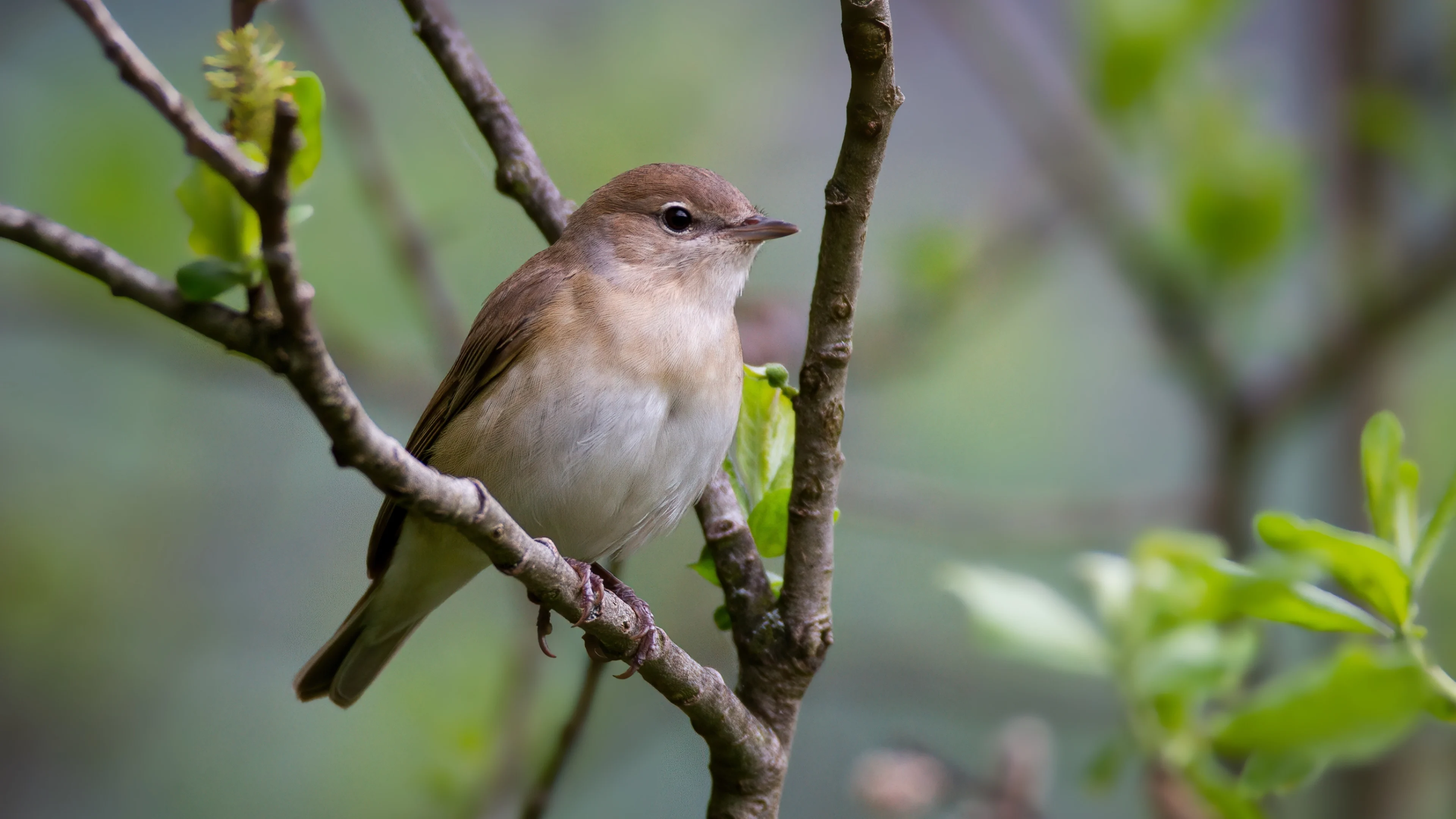 Eine Gartengrasmücke im Garten im Frühling.
