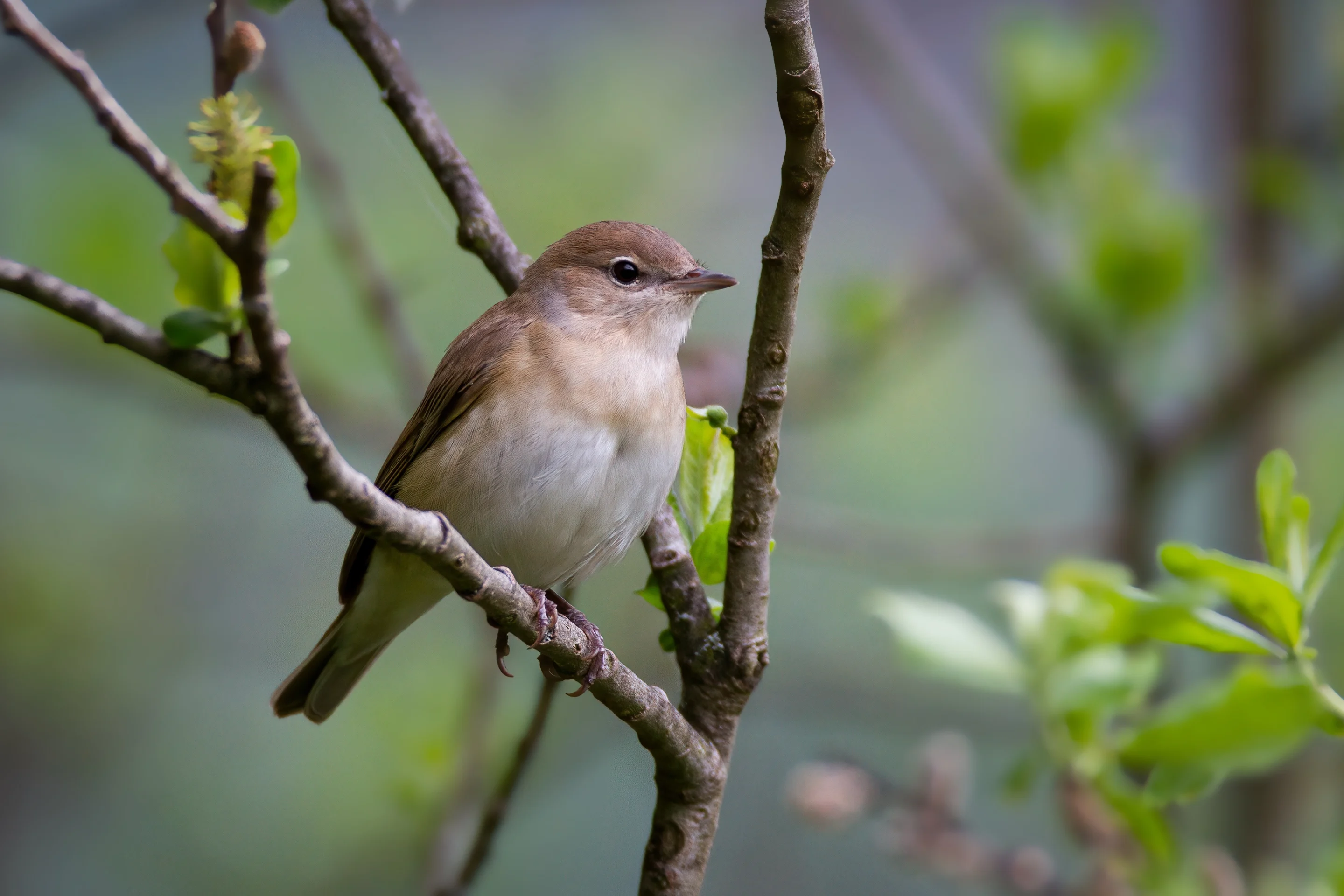 Eine Gartengrasmücke im Garten im Frühling.