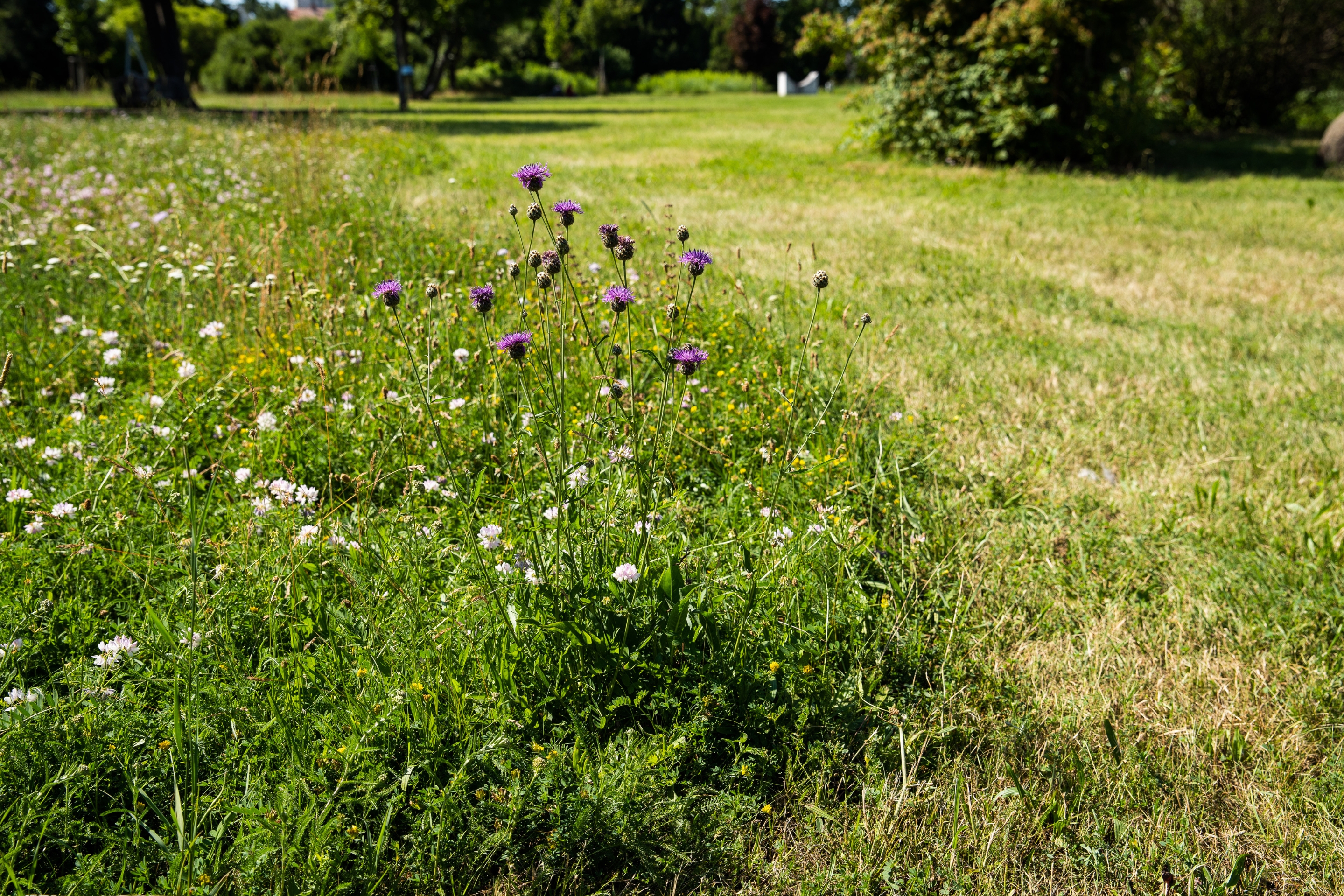 Eine Flockenblume am Zentralfriedhof in Wien.