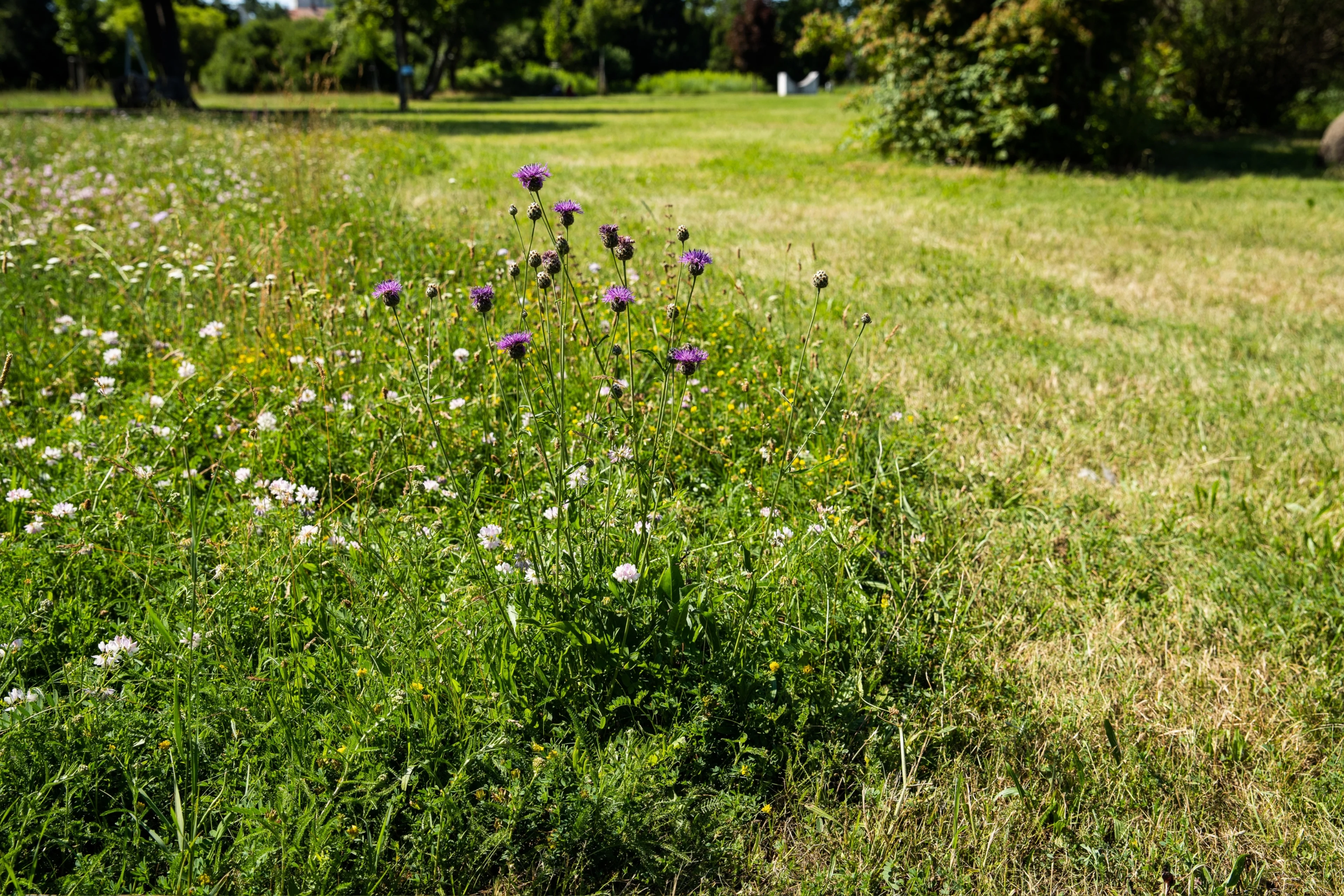 Eine Flockenblume am Zentralfriedhof in Wien.