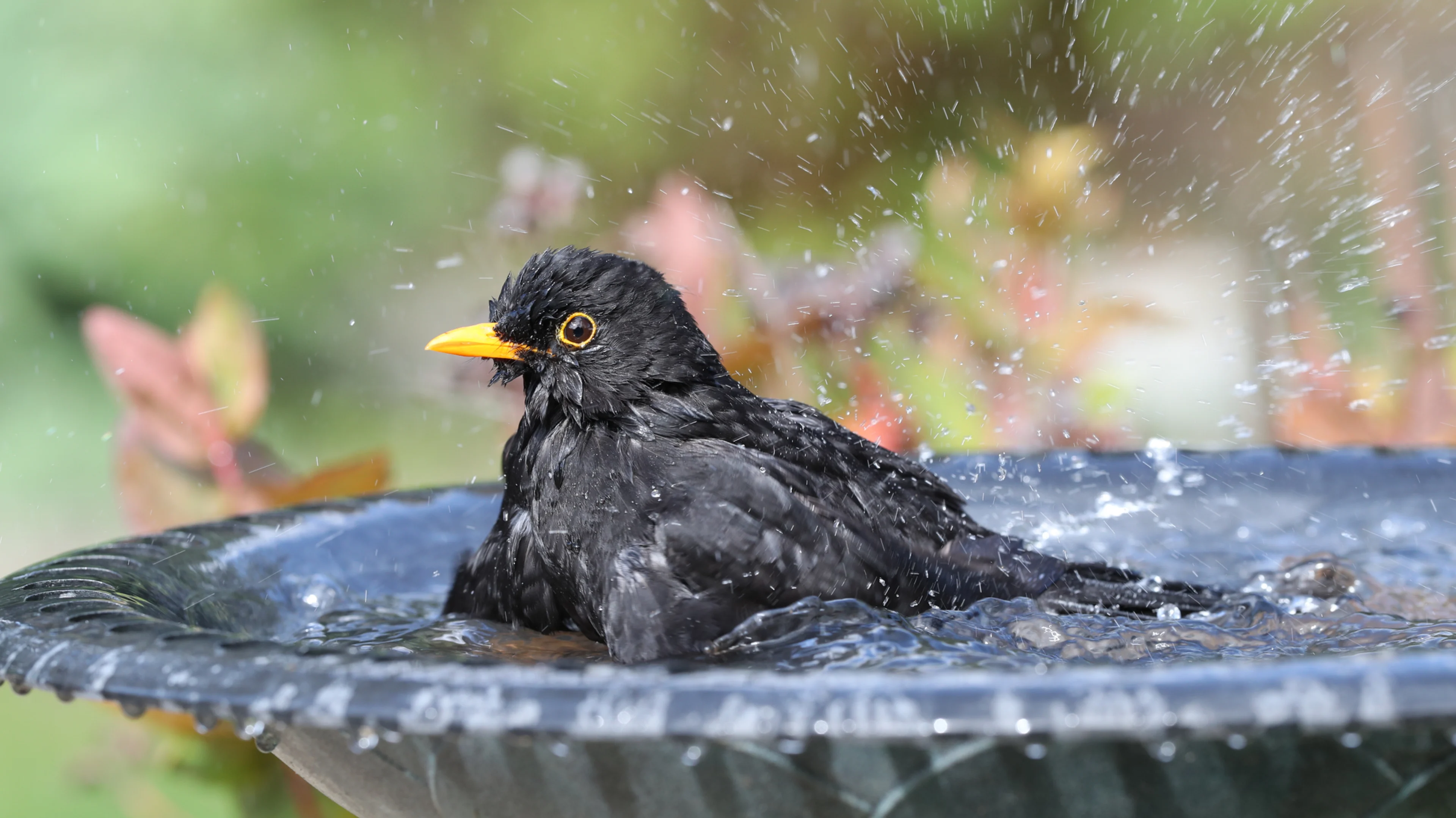 Foto: Ein Amsel Männchen badet in einer Vogeltränke.