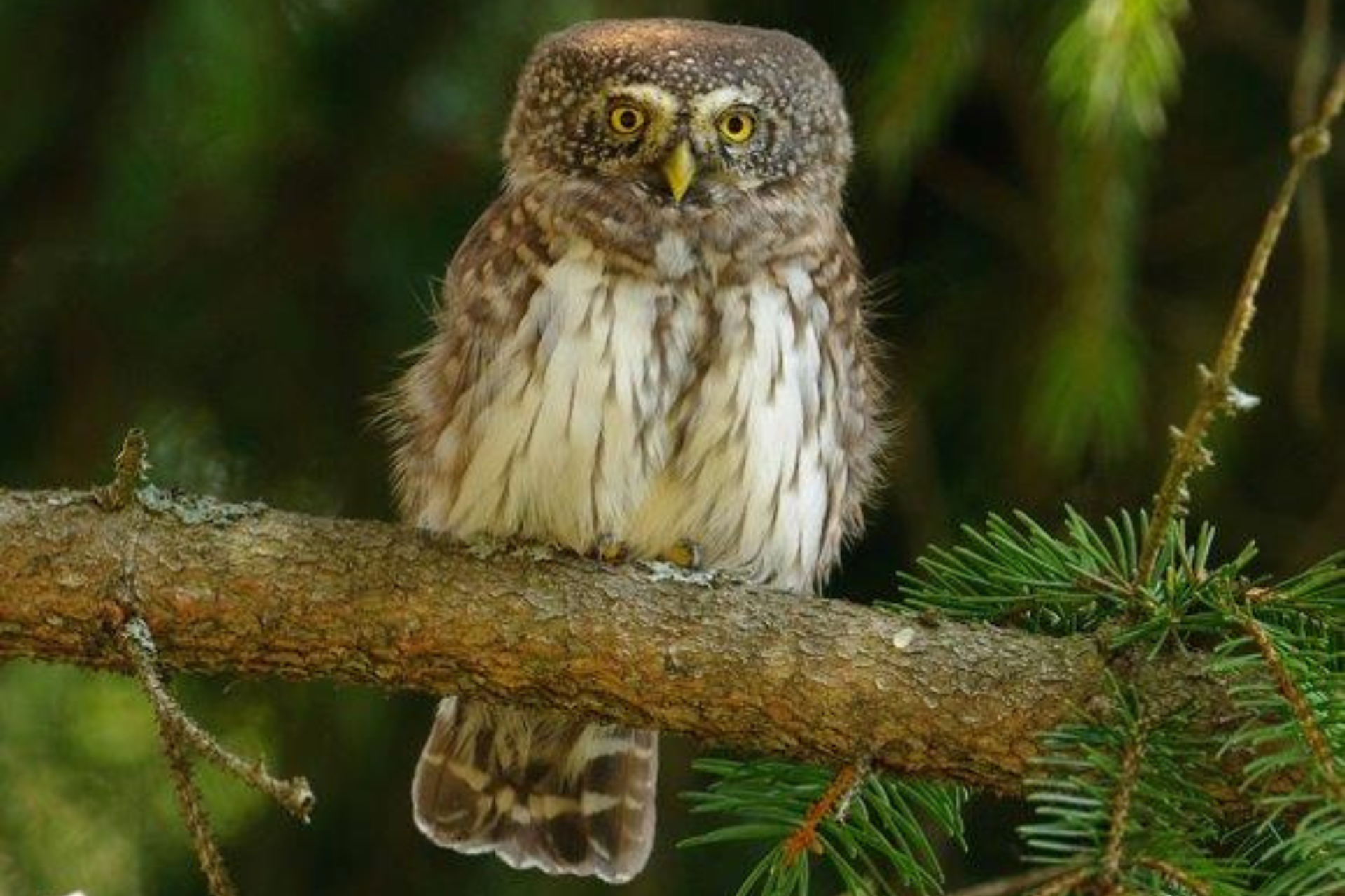 Ein Sperlingskauz, der auf einem Ast sitzt.