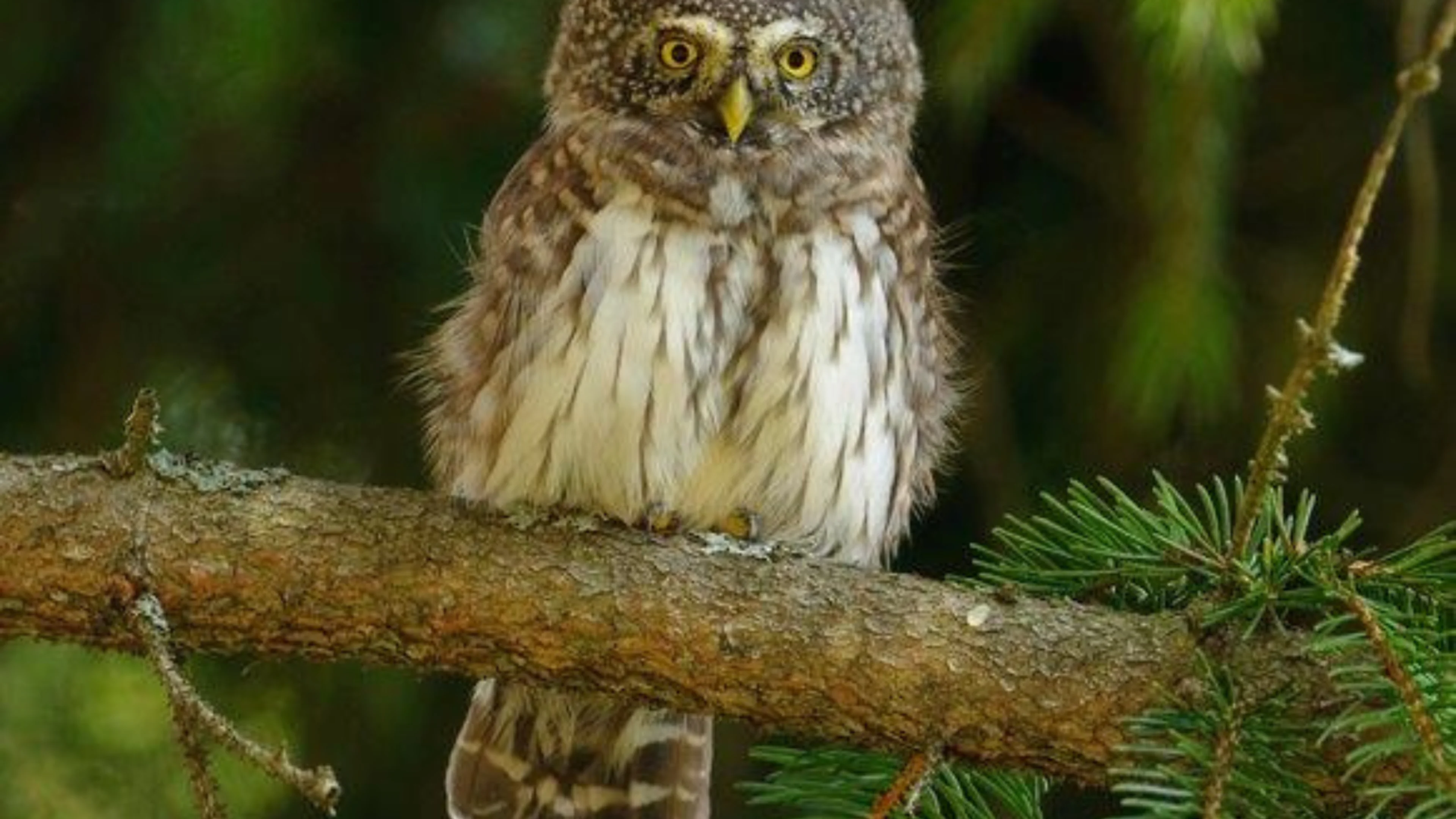 Ein Sperlingskauz, der auf einem Ast sitzt.