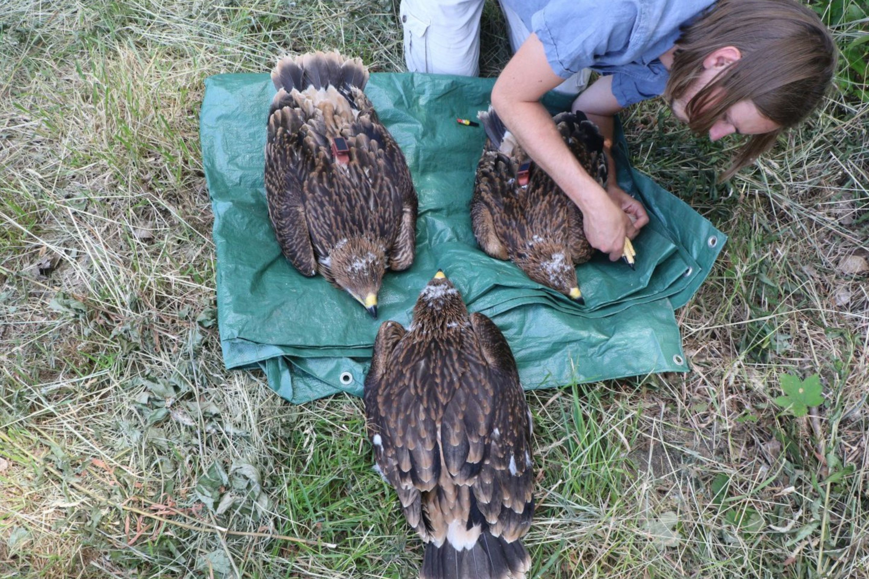 Kaiseradler Artemisia mit ihren Geschwistern beim Besendern.