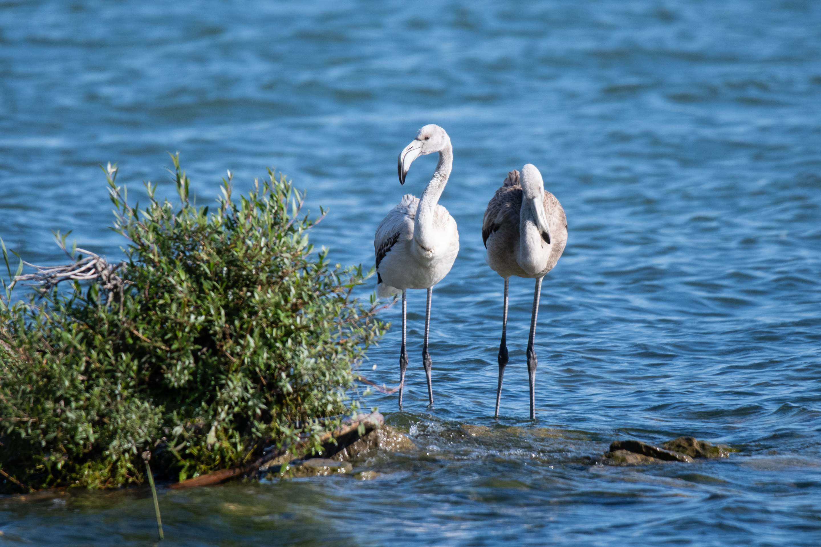 Zwei Rosaflamingos am Bodensee in Österreich.