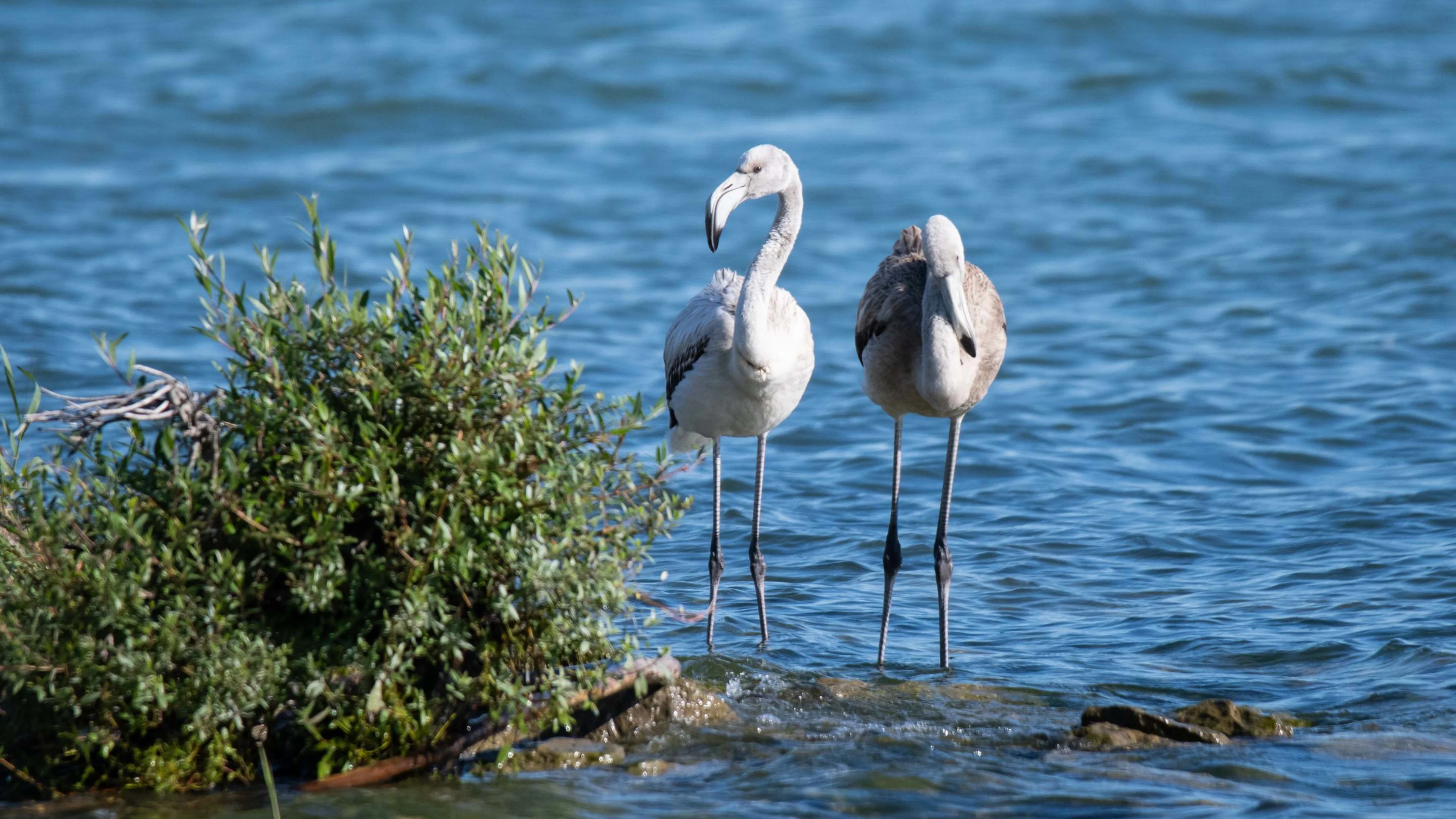 Zwei Rosaflamingos am Bodensee in Österreich.