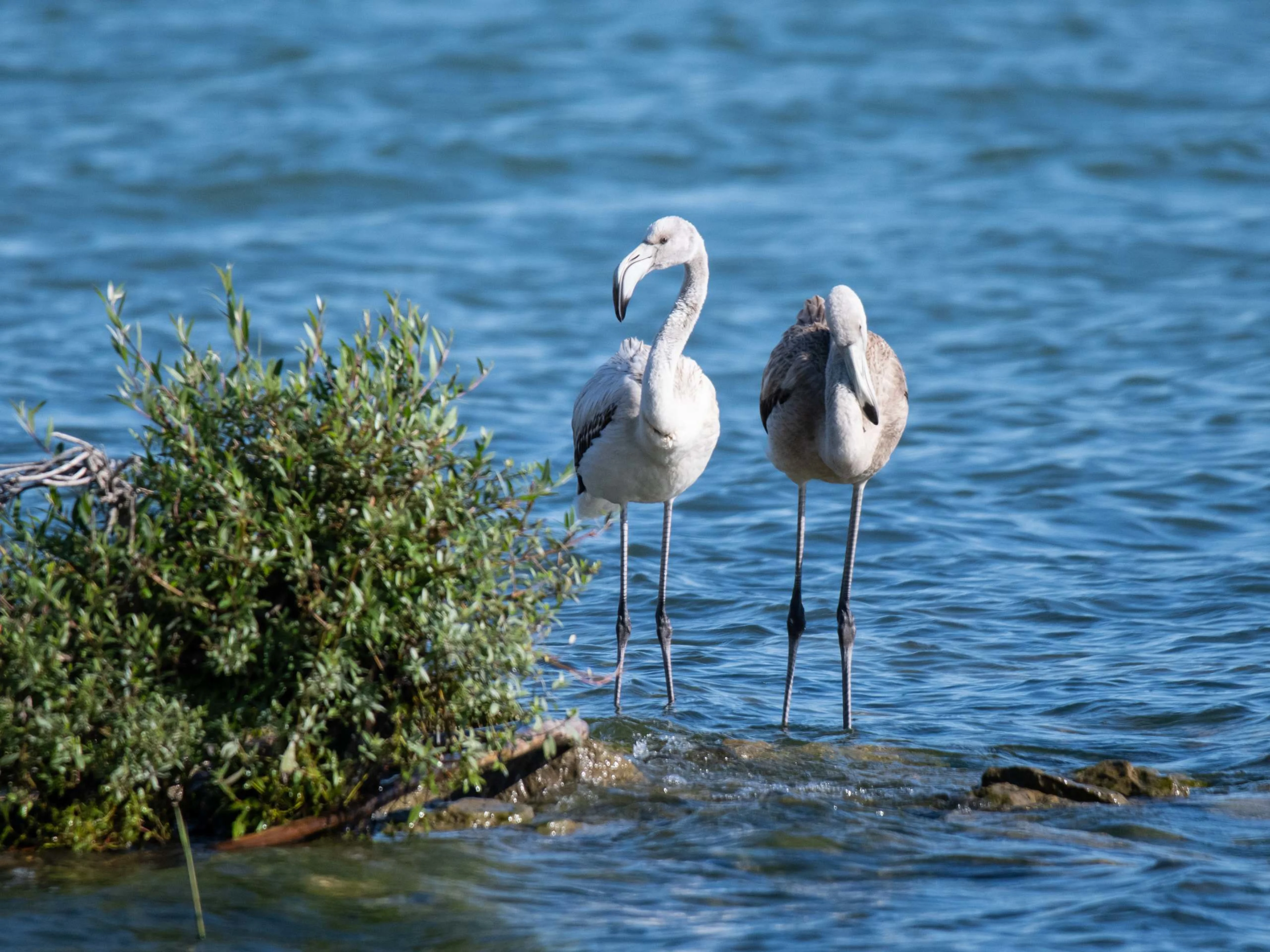 Zwei Rosaflamingos am Bodensee in Österreich.