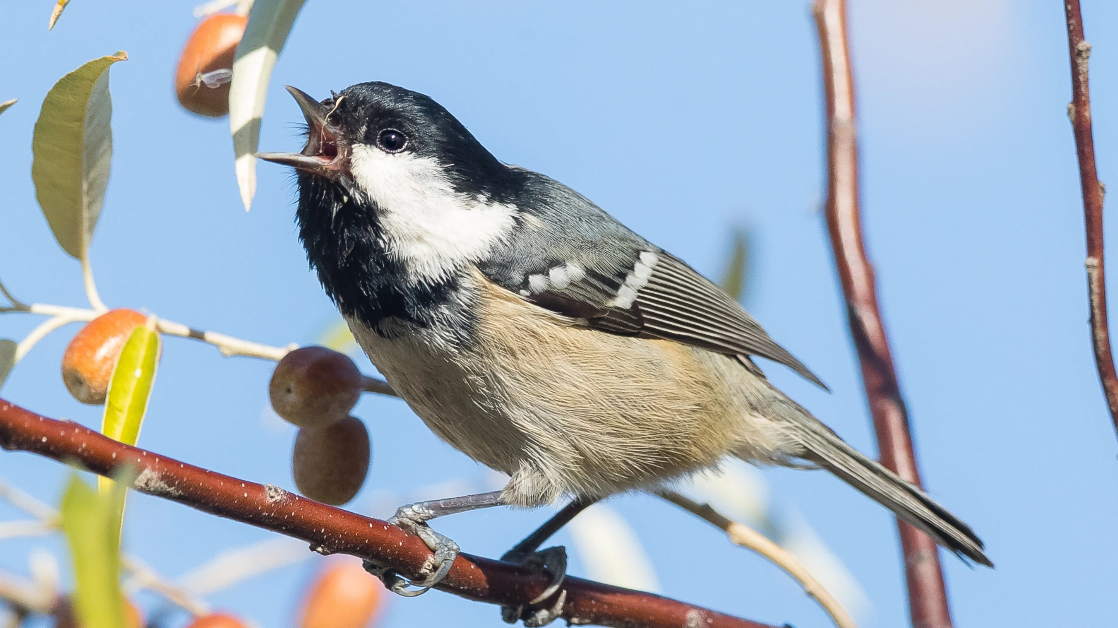 Eine singende Tannenmeise in einem ungewöhnlichen Habitat.