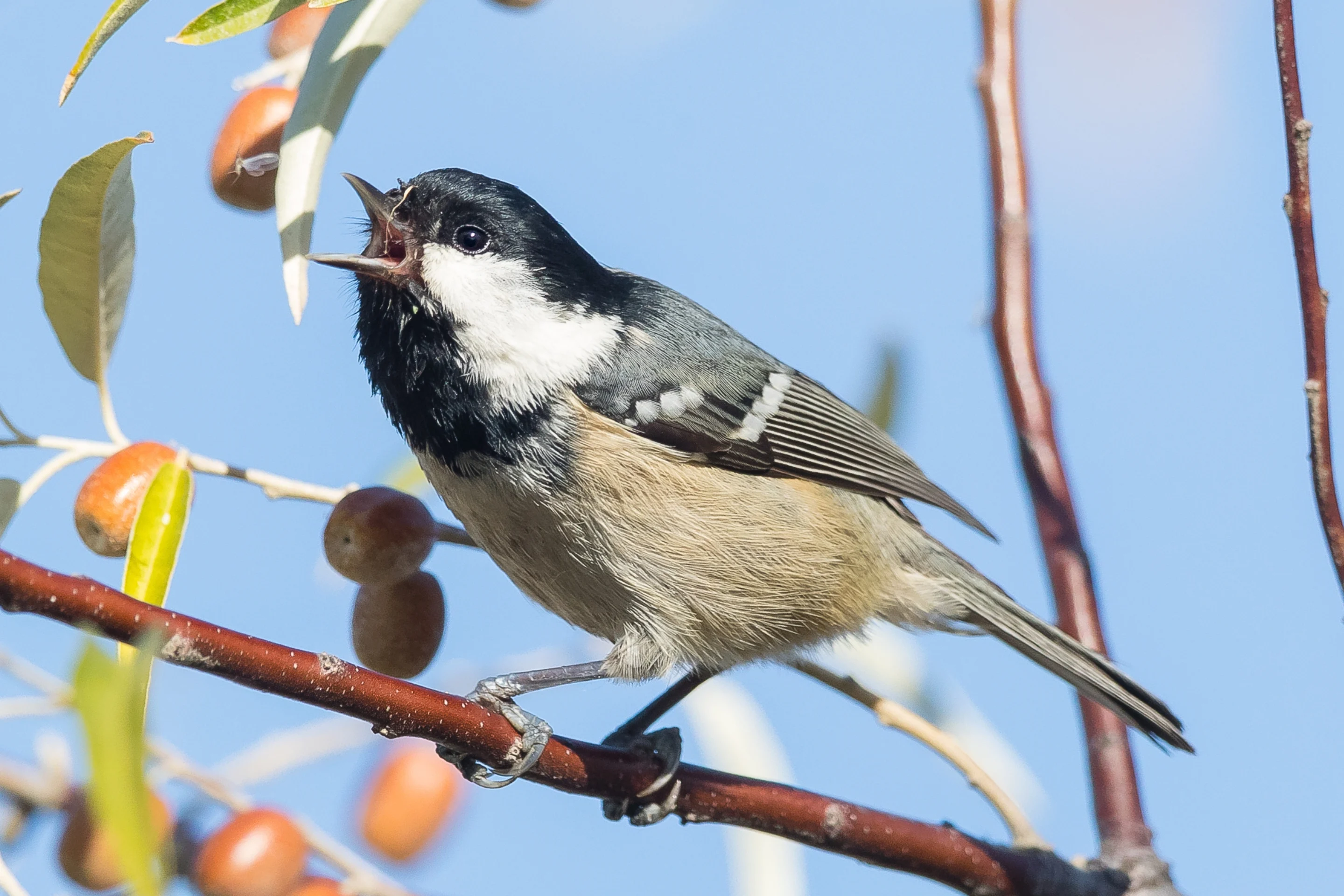 Eine singende Tannenmeise in einem ungewöhnlichen Habitat.