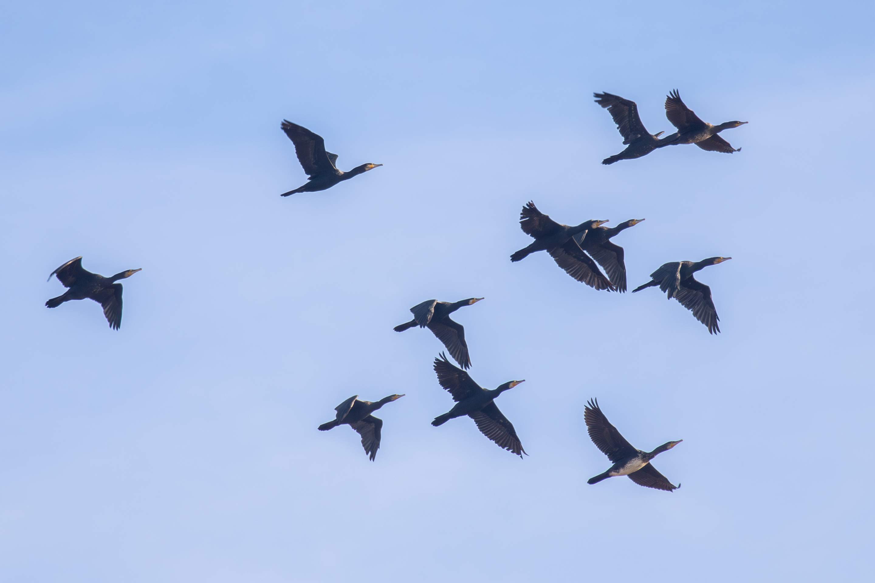 Ein Schwarm Kormorane vor dem blauen Himmel.