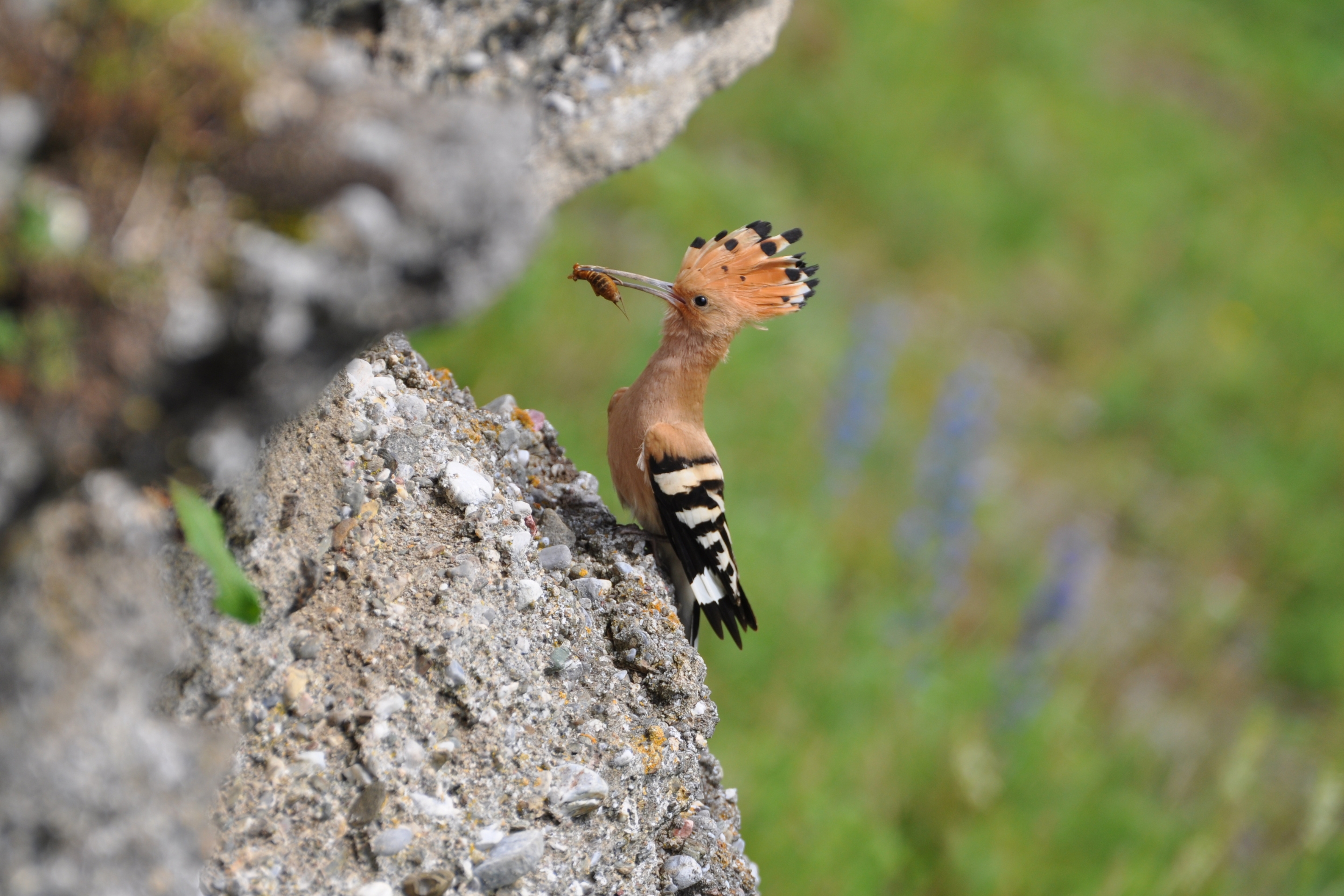Ein Wiedehopf bei der Nahrungssuche.
