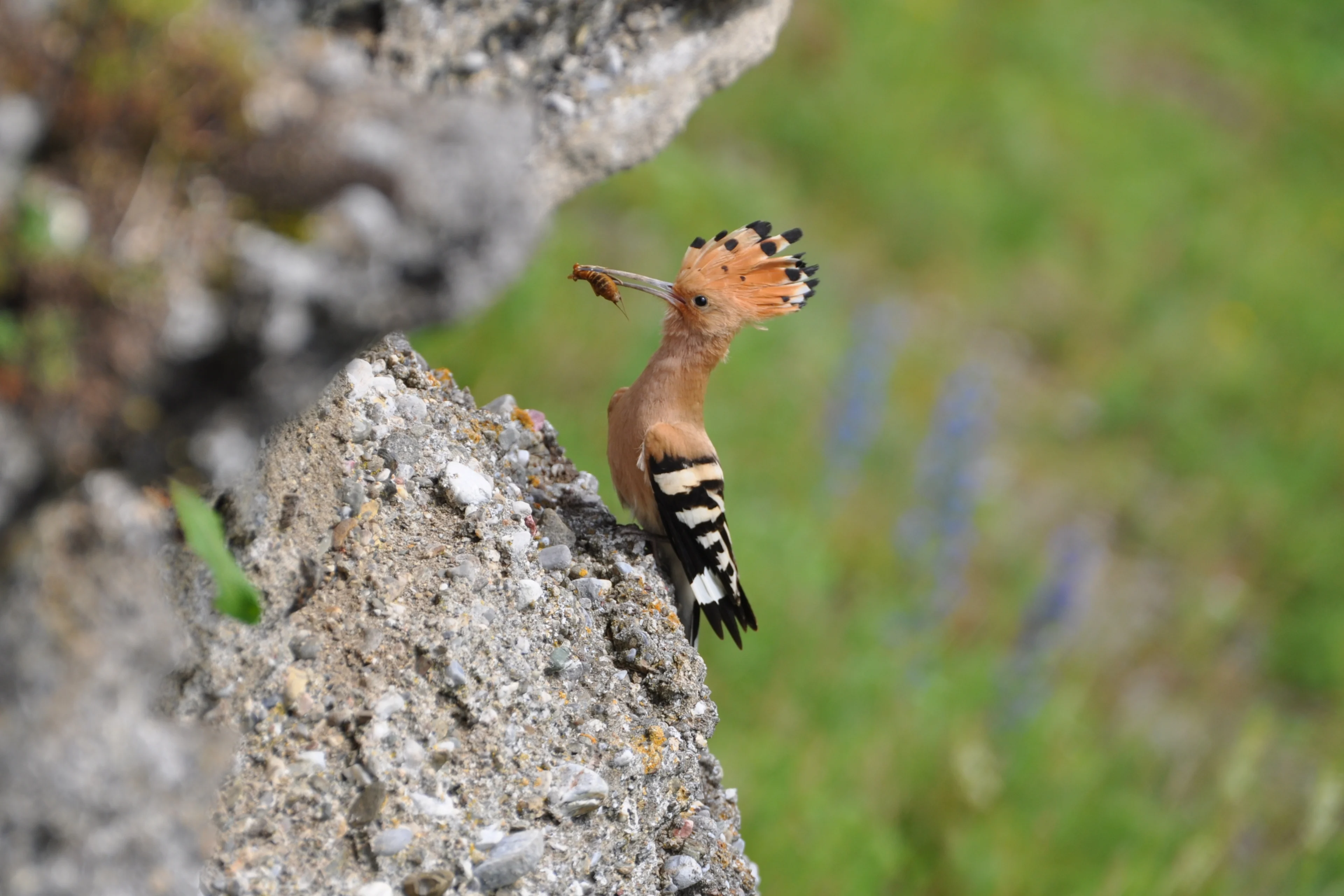 Ein Wiedehopf bei der Nahrungssuche.