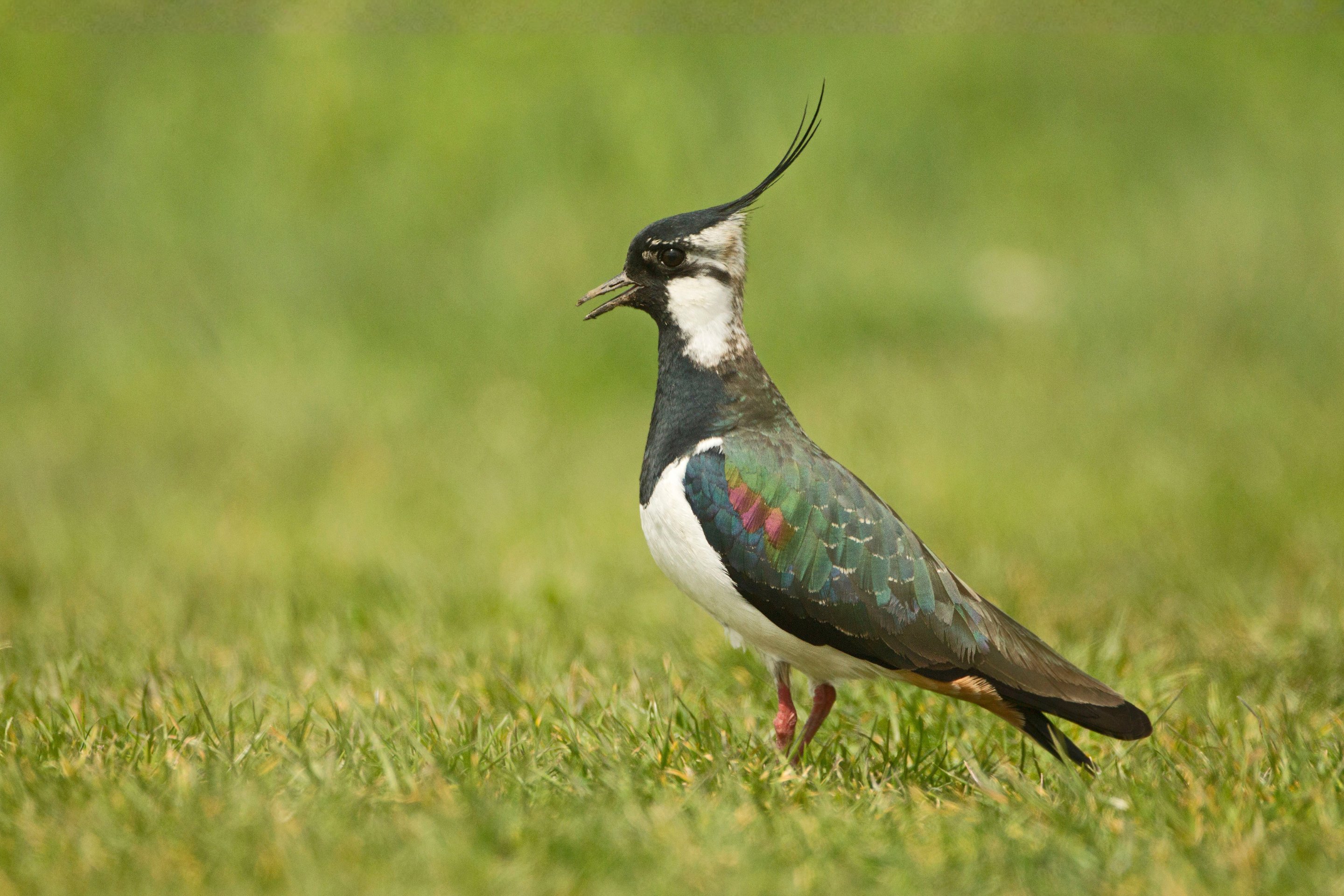 Ein Kiebitz steht auf einer grünen Wiese.