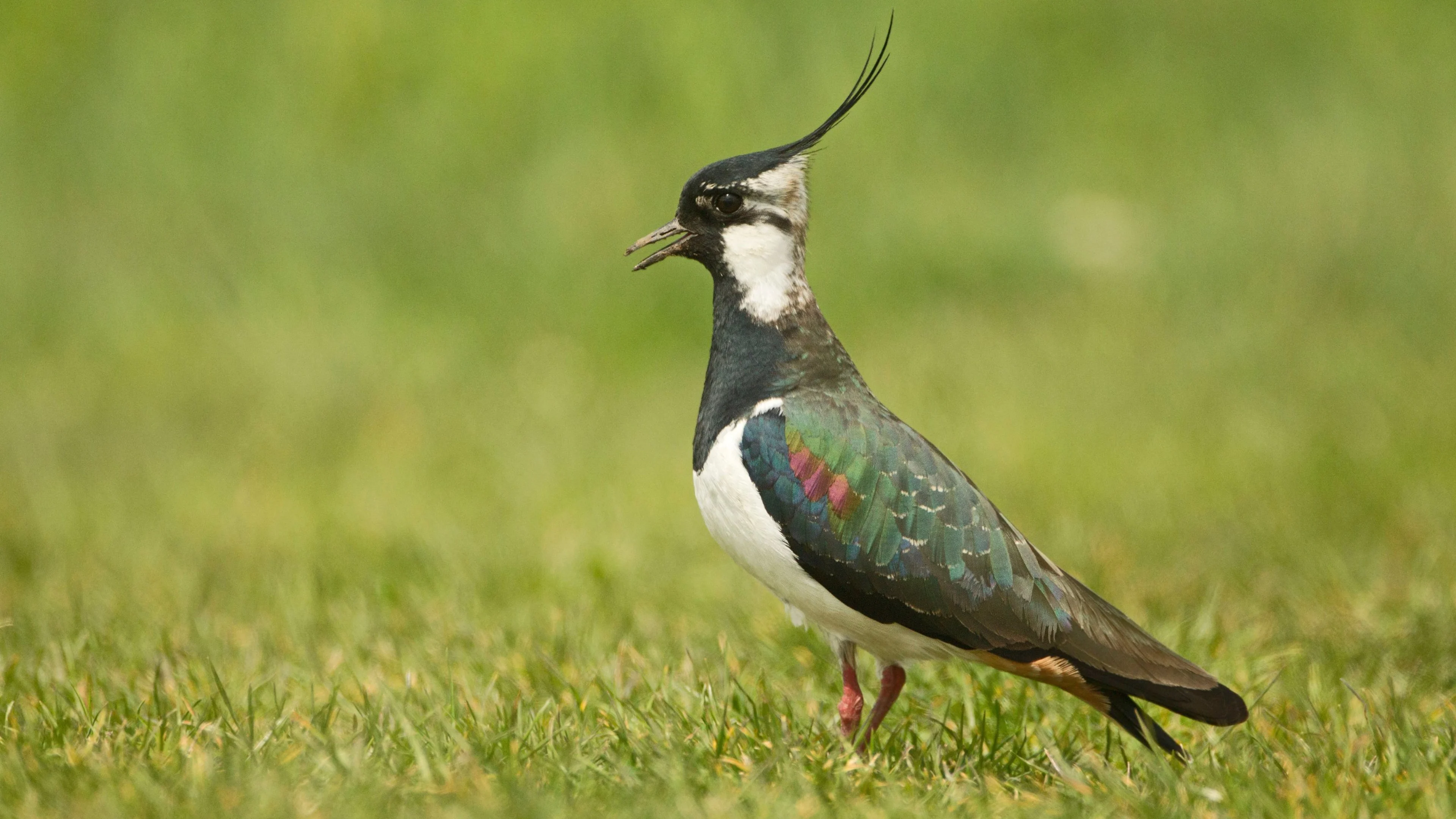 Ein Kiebitz steht auf einer grünen Wiese.
