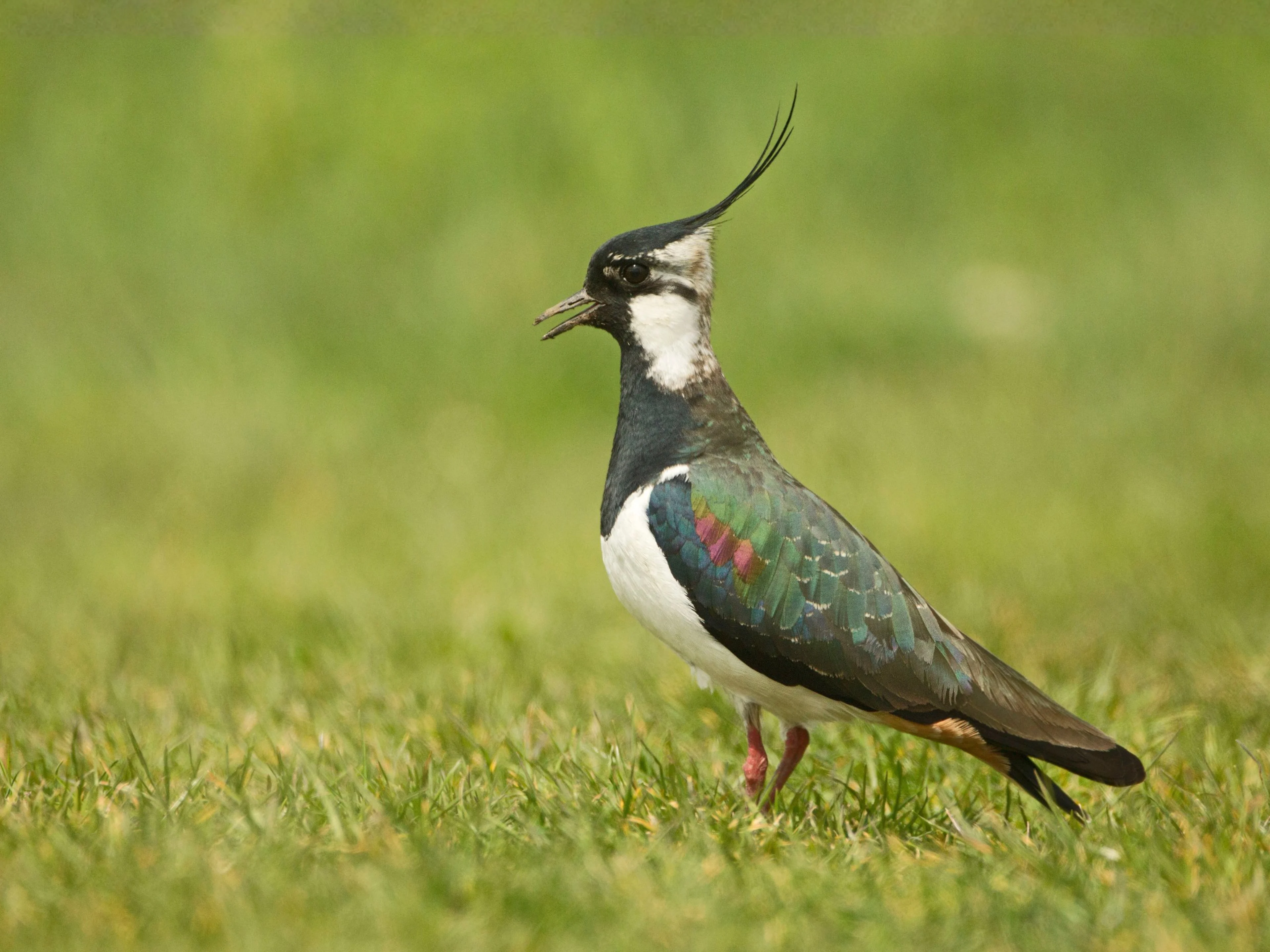 Ein Kiebitz steht auf einer grünen Wiese.
