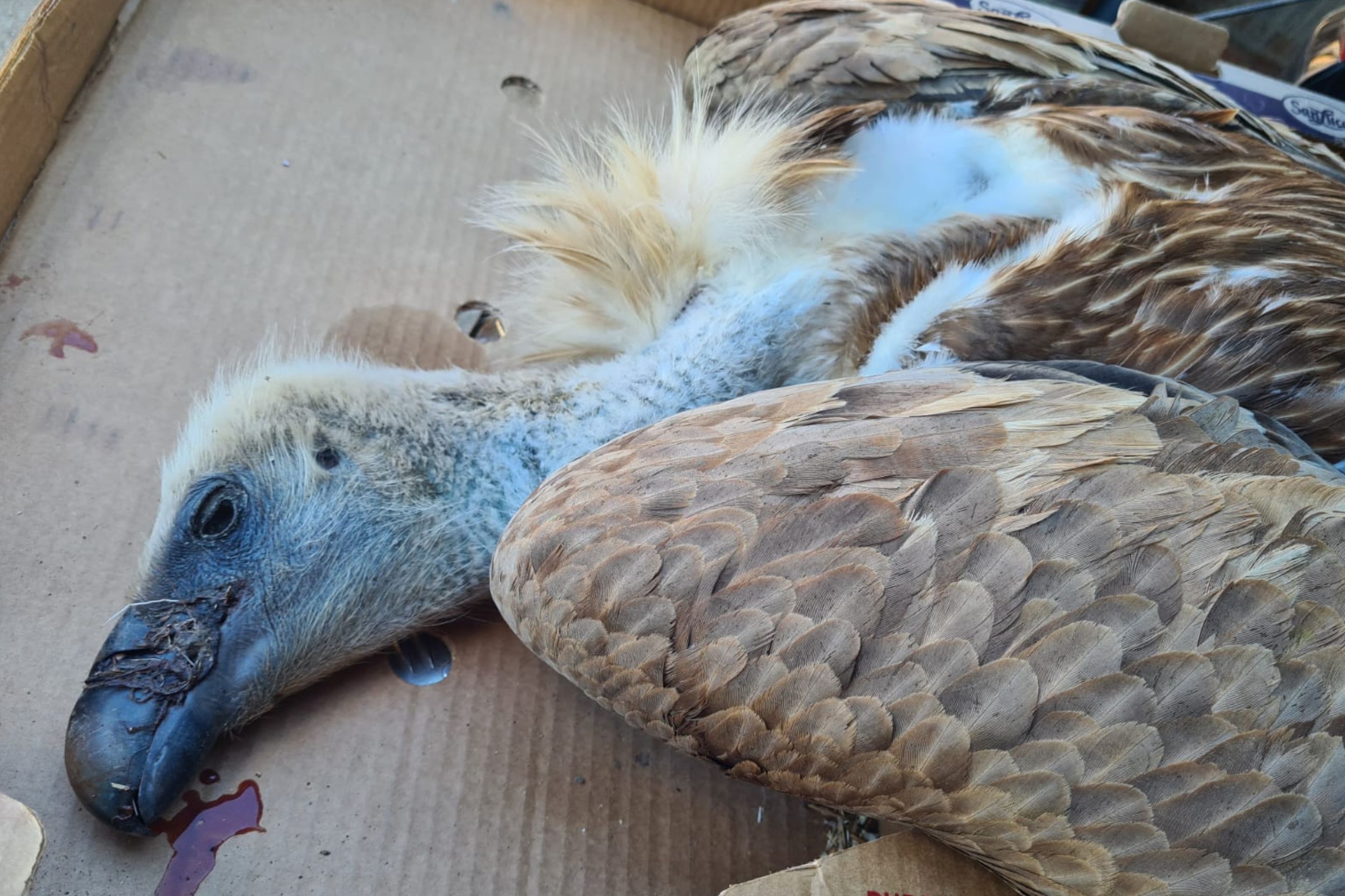 Dieses Foto zeigt einen toten Gänsegeier. Grausame Geier-Vergiftung im Lesachtal muss Konsequenzen haben – Verbotenes Nervengift für 90 Prozent aller nachgewiesenen Wildtier-Vergiftungen verantwortlich – Seit Jahrzehnten verboten, aber bis heute eingesetzt.