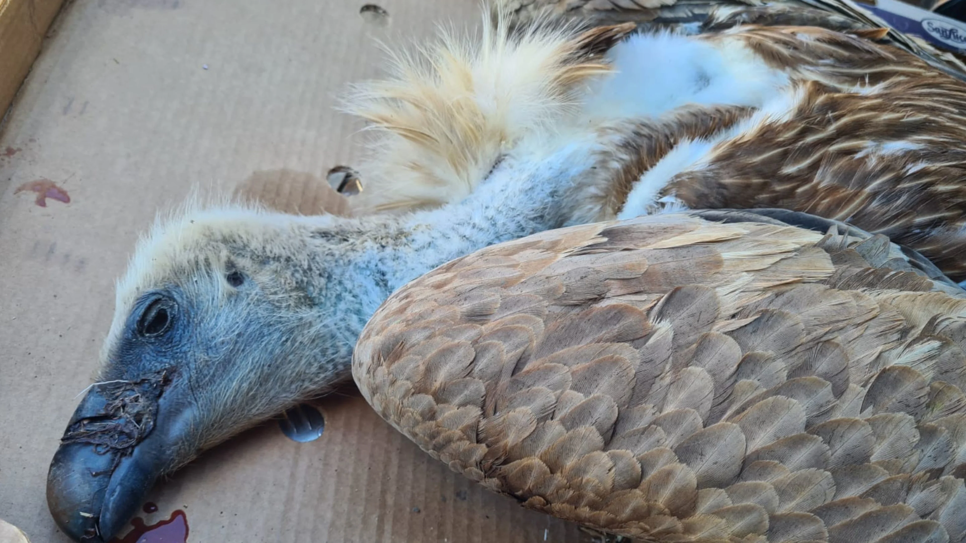 Dieses Foto zeigt einen toten Gänsegeier. Grausame Geier-Vergiftung im Lesachtal muss Konsequenzen haben – Verbotenes Nervengift für 90 Prozent aller nachgewiesenen Wildtier-Vergiftungen verantwortlich – Seit Jahrzehnten verboten, aber bis heute eingesetzt.