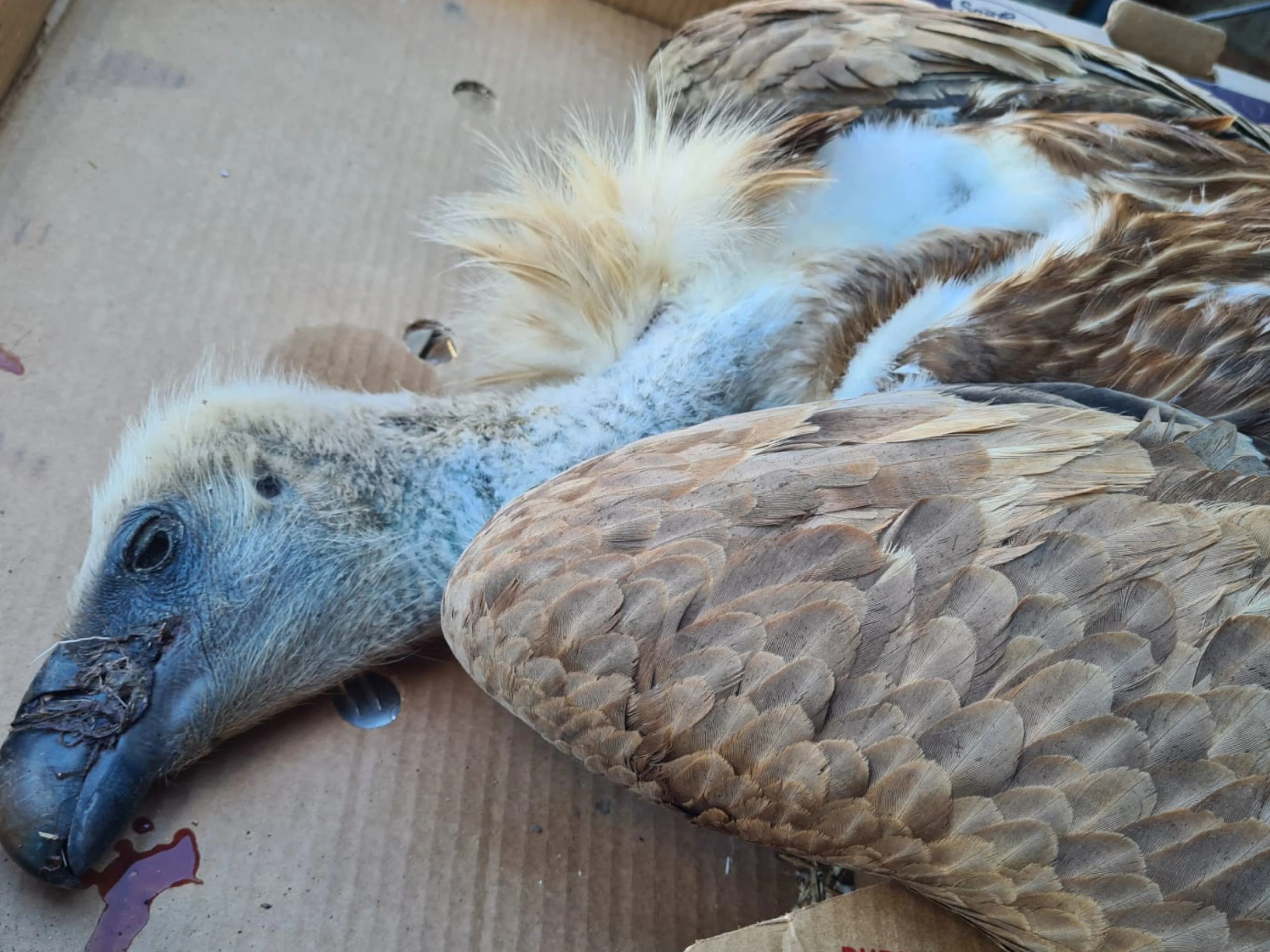 Dieses Foto zeigt einen toten Gänsegeier. Grausame Geier-Vergiftung im Lesachtal muss Konsequenzen haben – Verbotenes Nervengift für 90 Prozent aller nachgewiesenen Wildtier-Vergiftungen verantwortlich – Seit Jahrzehnten verboten, aber bis heute eingesetzt.