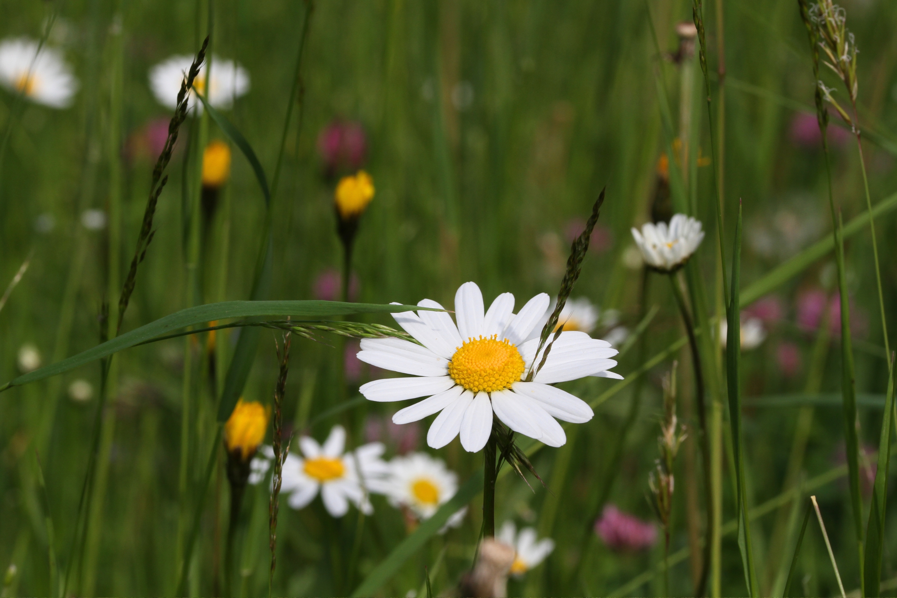 Eine Wiese voller Margeriten in einem Garten bei Lunz am See.