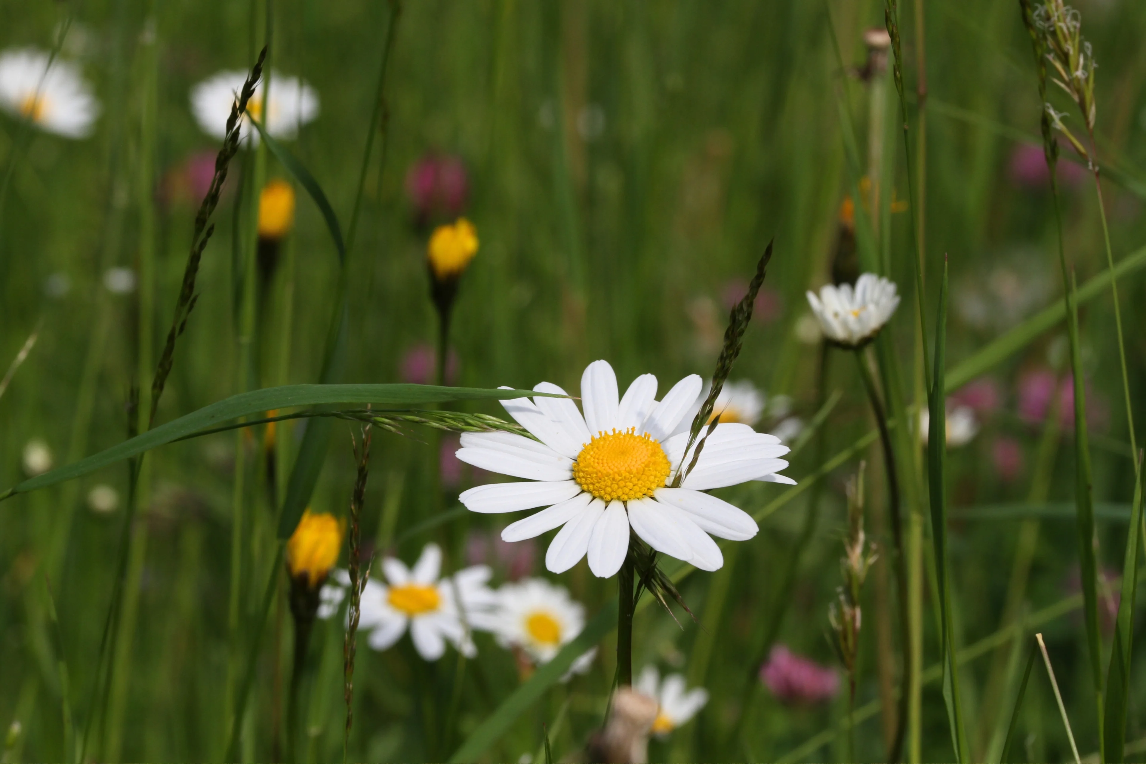 Eine Wiese voller Margeriten in einem Garten bei Lunz am See.