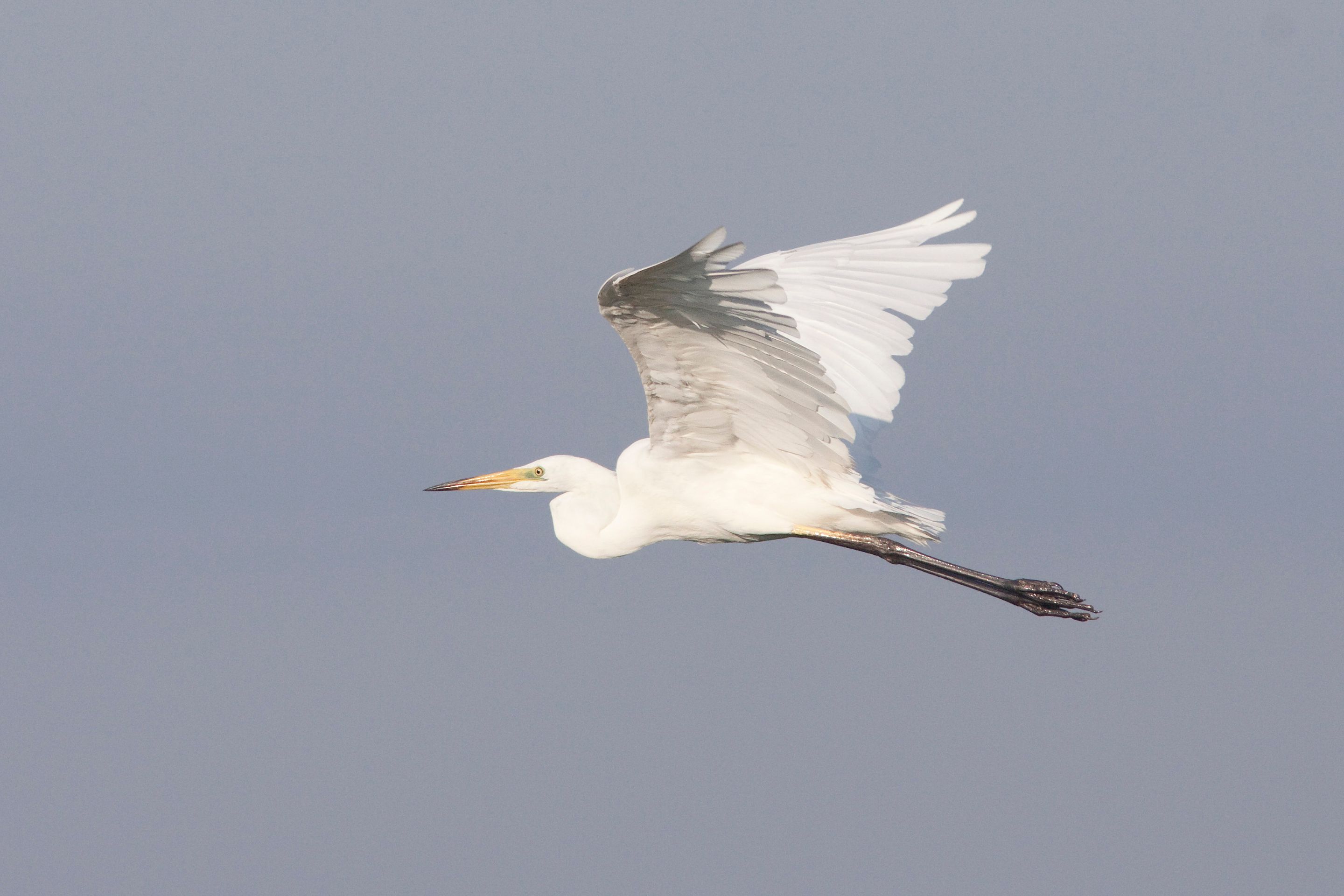 Ein Silberreiher fliegt über den Neusiedler See.