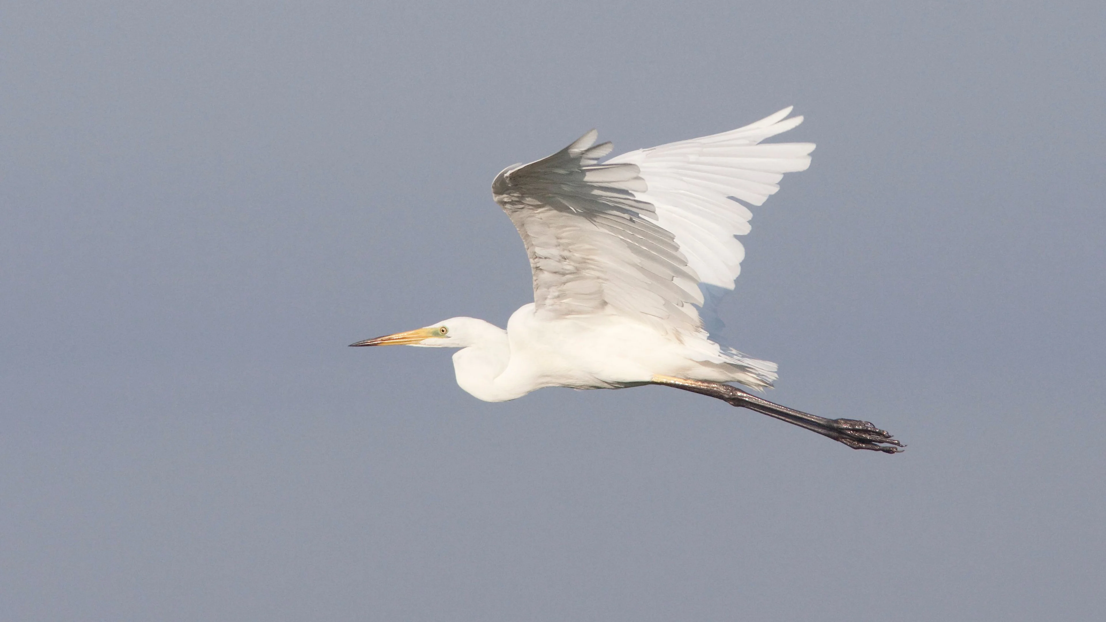 Ein Silberreiher fliegt über den Neusiedler See.