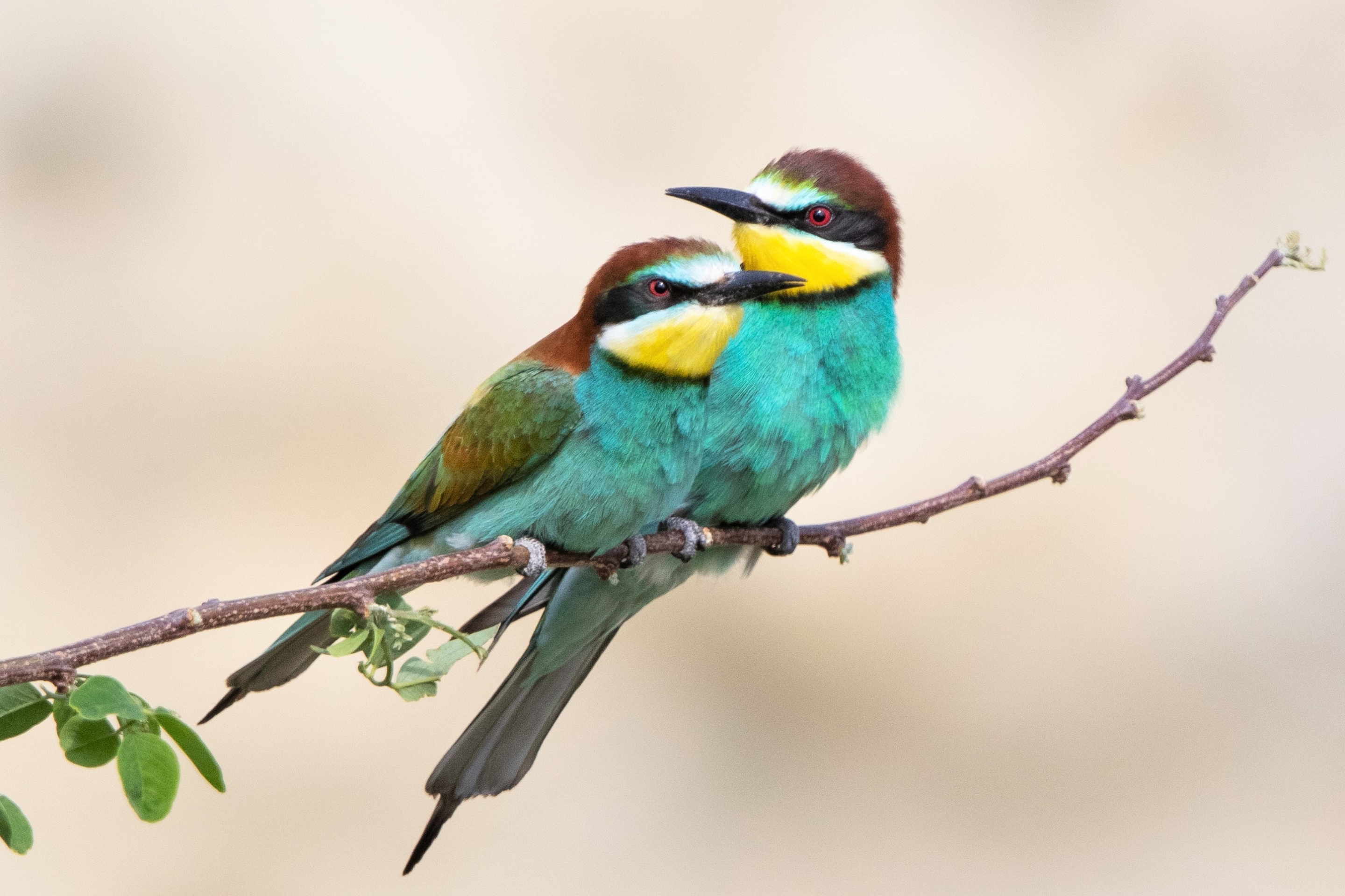 Auf diesem Foto sind zwei Bienenfresser im Prachtkleid zu sehen.