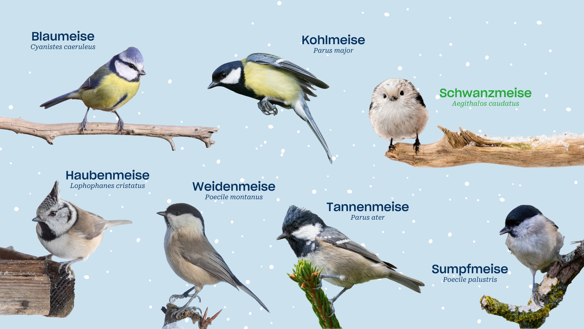 Wir zeigen auf dieser Grafik alle heimischen Meisen und die Schwanzmeise.