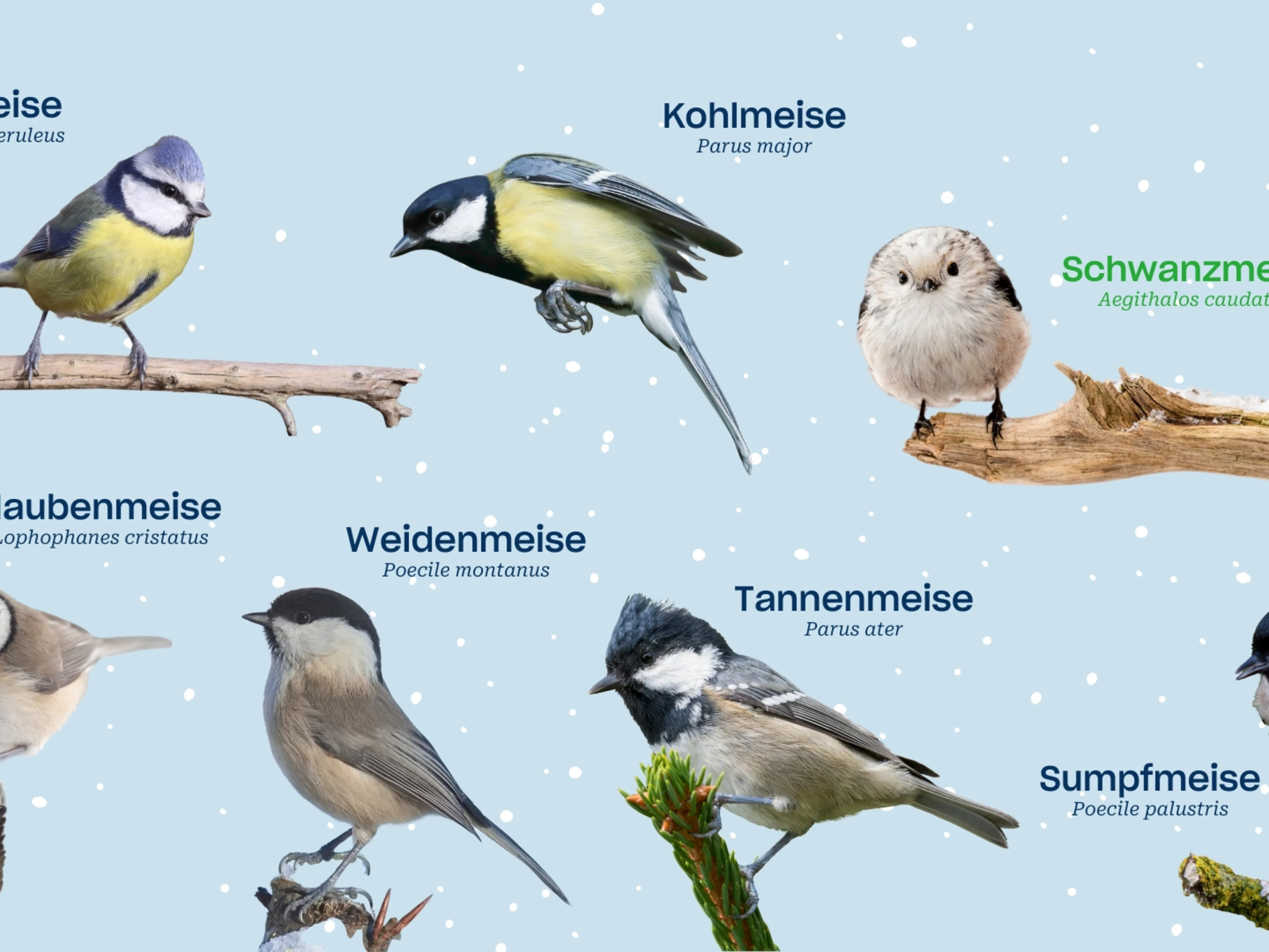 Wir zeigen auf dieser Grafik alle heimischen Meisen und die Schwanzmeise.