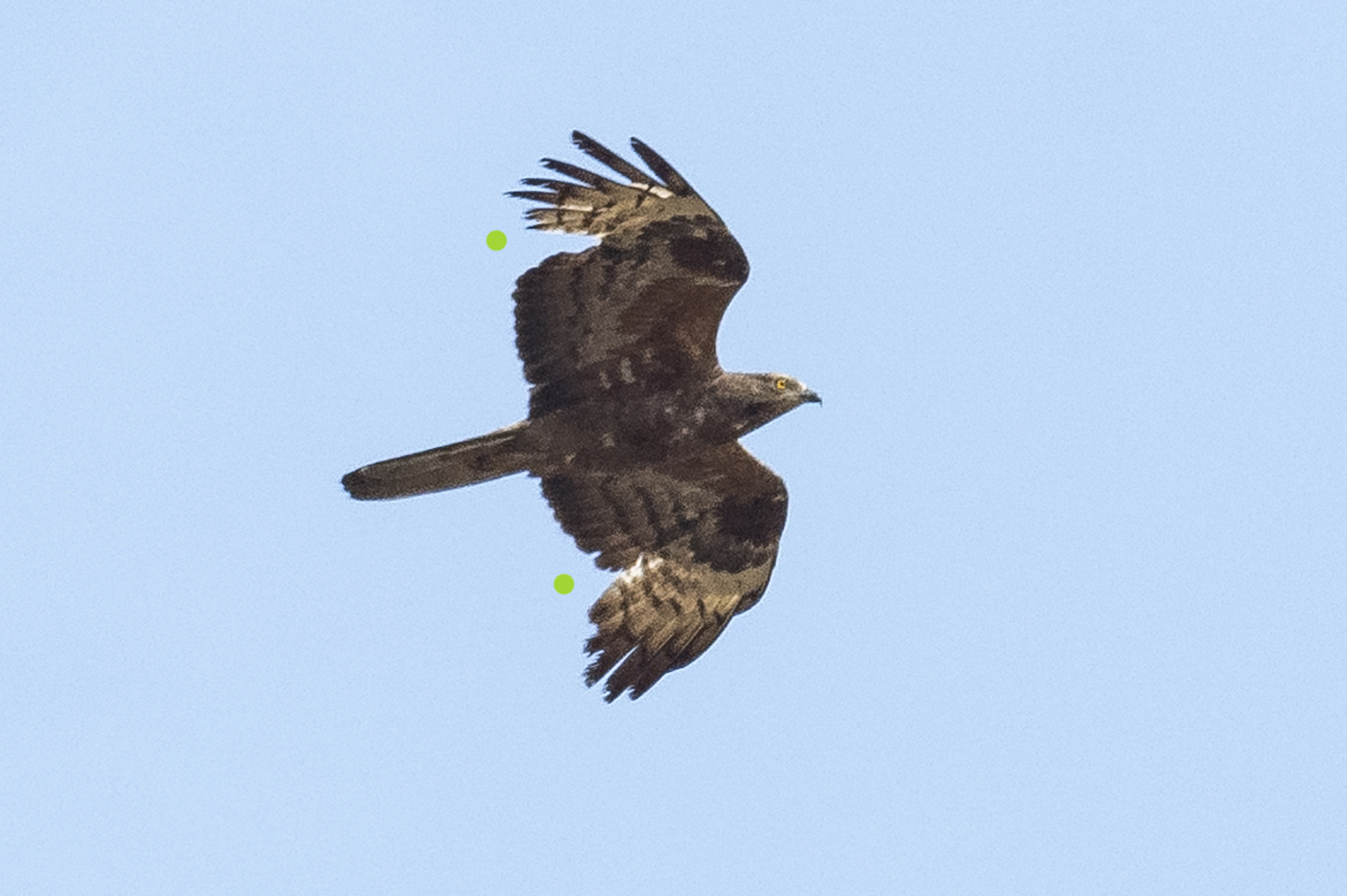 Typisch für Wespenbussardweibchen mausert dieser Vogel inmitten der Brutsaison intensiv sein Großgefieder. Die Handschwingen 1-3 werden aktuell erneuert und es klafft daher beidseitig eine unübersehbare Lücke im Flügel (grüne Punkte). Aufgrund der kurzen Anwesenheit im Brutgebiet erneuert die Art ihr Gefieder nur teilweise im Sommerhalbjahr: Bei den Männchen werden 0-3, bei den Weibchen 2-4 der inneren Handschwingen gemausert, in verhältnismäßig kurzer Zeit und daher bei der Beobachtung des Vogels sehr offensichtlich.