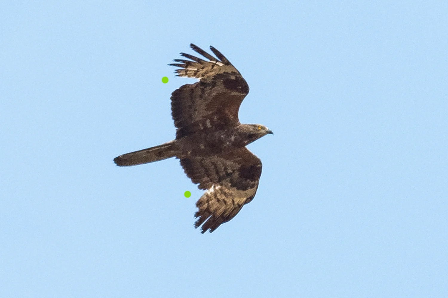 Typisch für Wespenbussardweibchen mausert dieser Vogel inmitten der Brutsaison intensiv sein Großgefieder. Die Handschwingen 1-3 werden aktuell erneuert und es klafft daher beidseitig eine unübersehbare Lücke im Flügel (grüne Punkte). Aufgrund der kurzen Anwesenheit im Brutgebiet erneuert die Art ihr Gefieder nur teilweise im Sommerhalbjahr: Bei den Männchen werden 0-3, bei den Weibchen 2-4 der inneren Handschwingen gemausert, in verhältnismäßig kurzer Zeit und daher bei der Beobachtung des Vogels sehr offensichtlich.