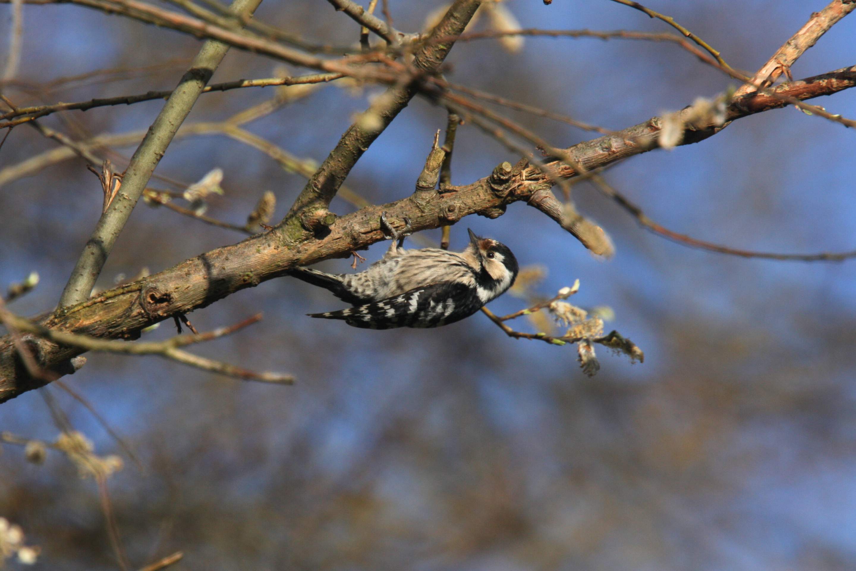 Ein Kleinspecht-Weibchen auf einem Ast im herbstlichen Wald.