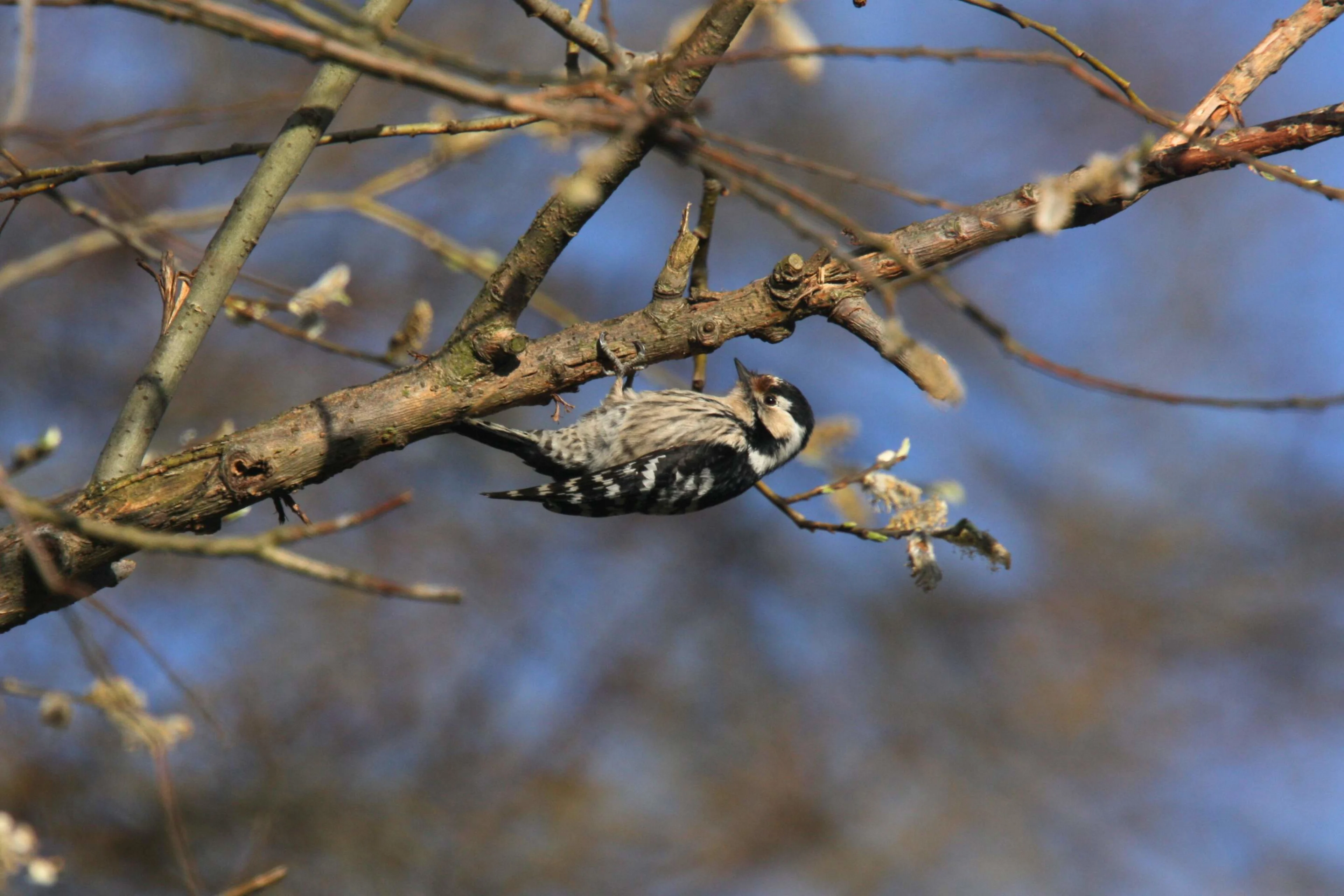 Ein Kleinspecht-Weibchen auf einem Ast im herbstlichen Wald.