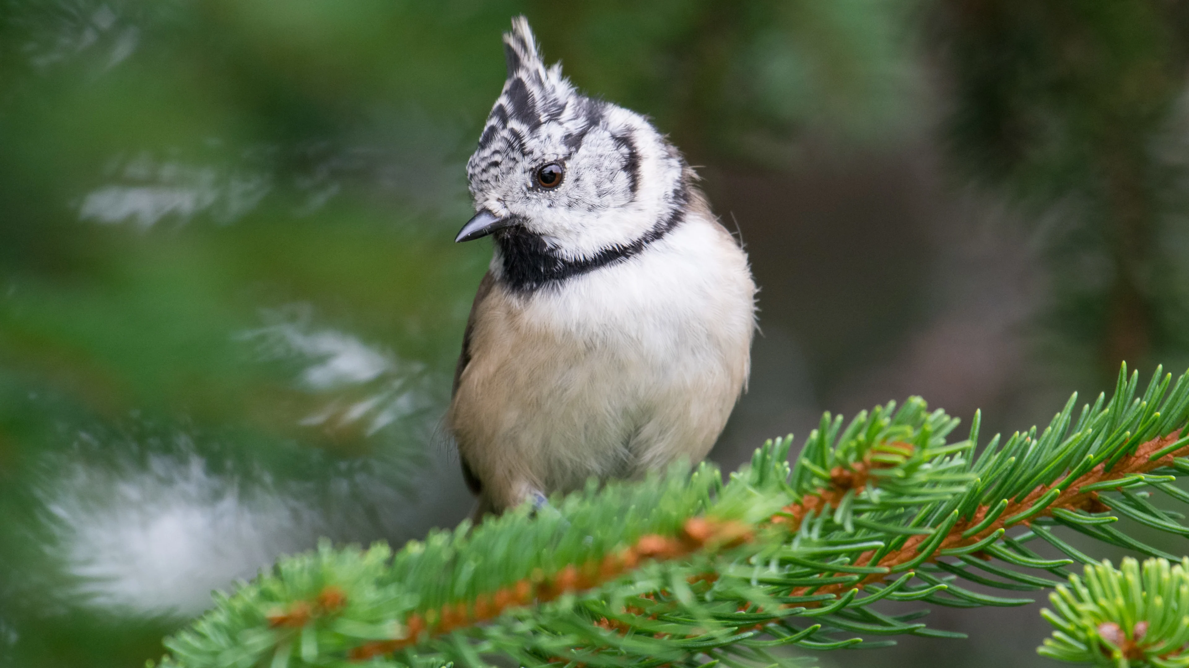 Eine Haubenmeise auf einer Tanne.