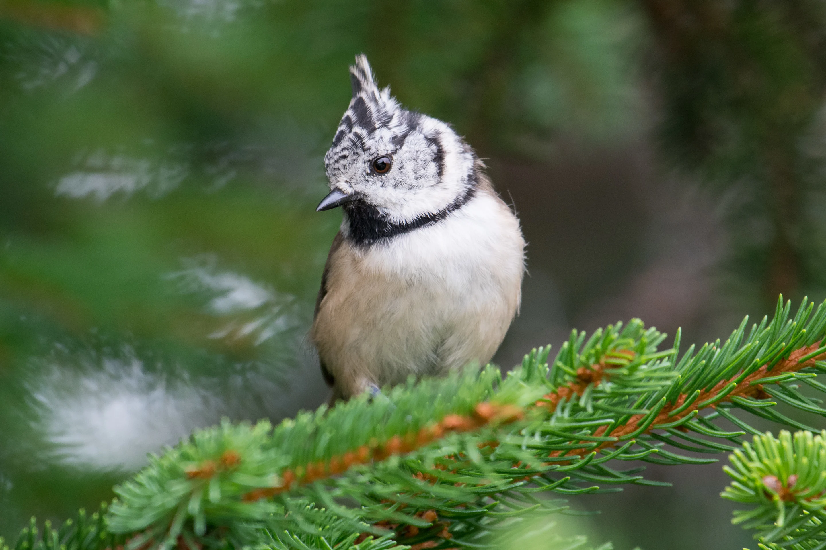 Eine Haubenmeise auf einer Tanne.