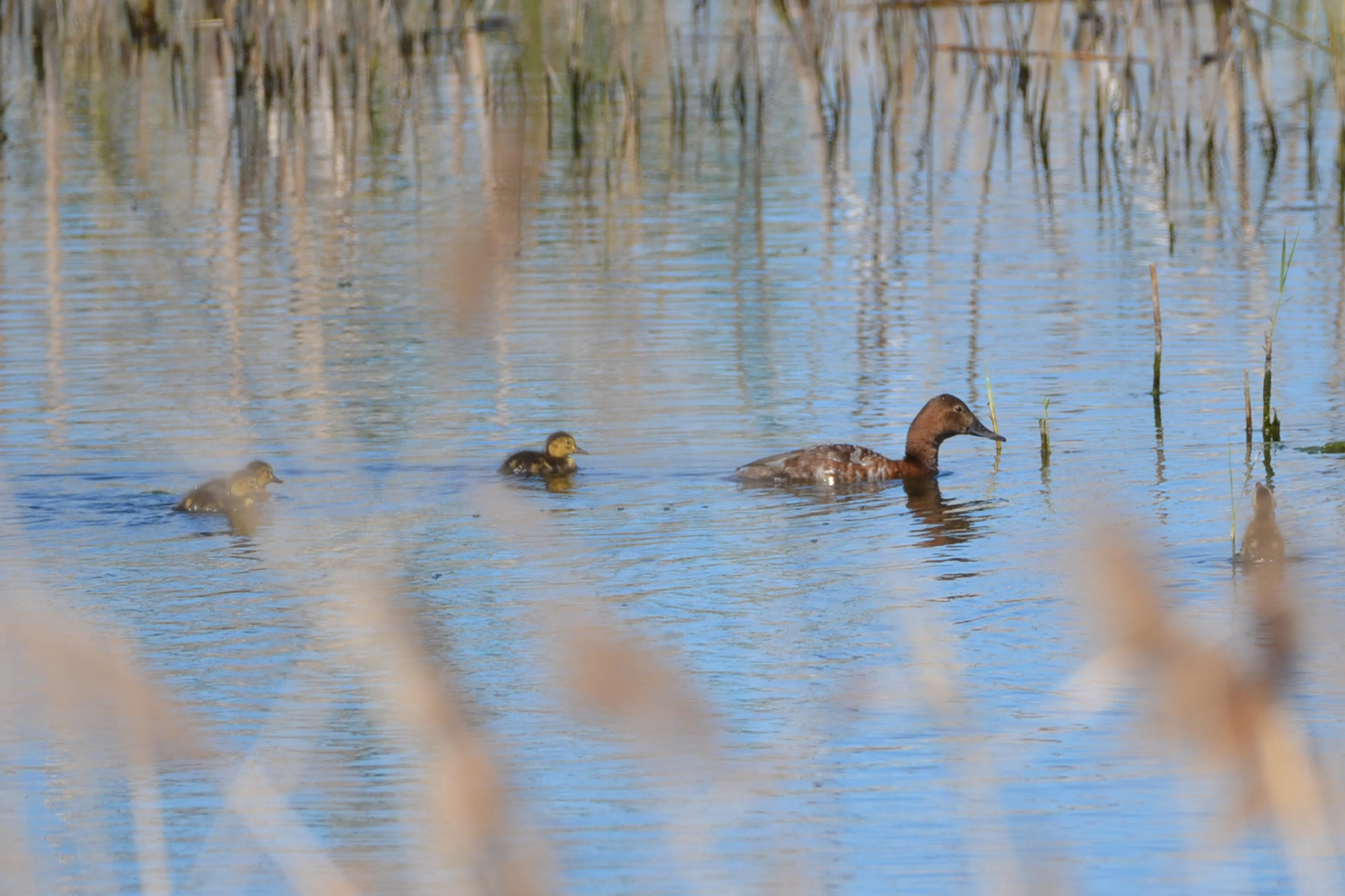 Ein Tafelenten-Weibchen mit drei Küken am Neusiedler See.