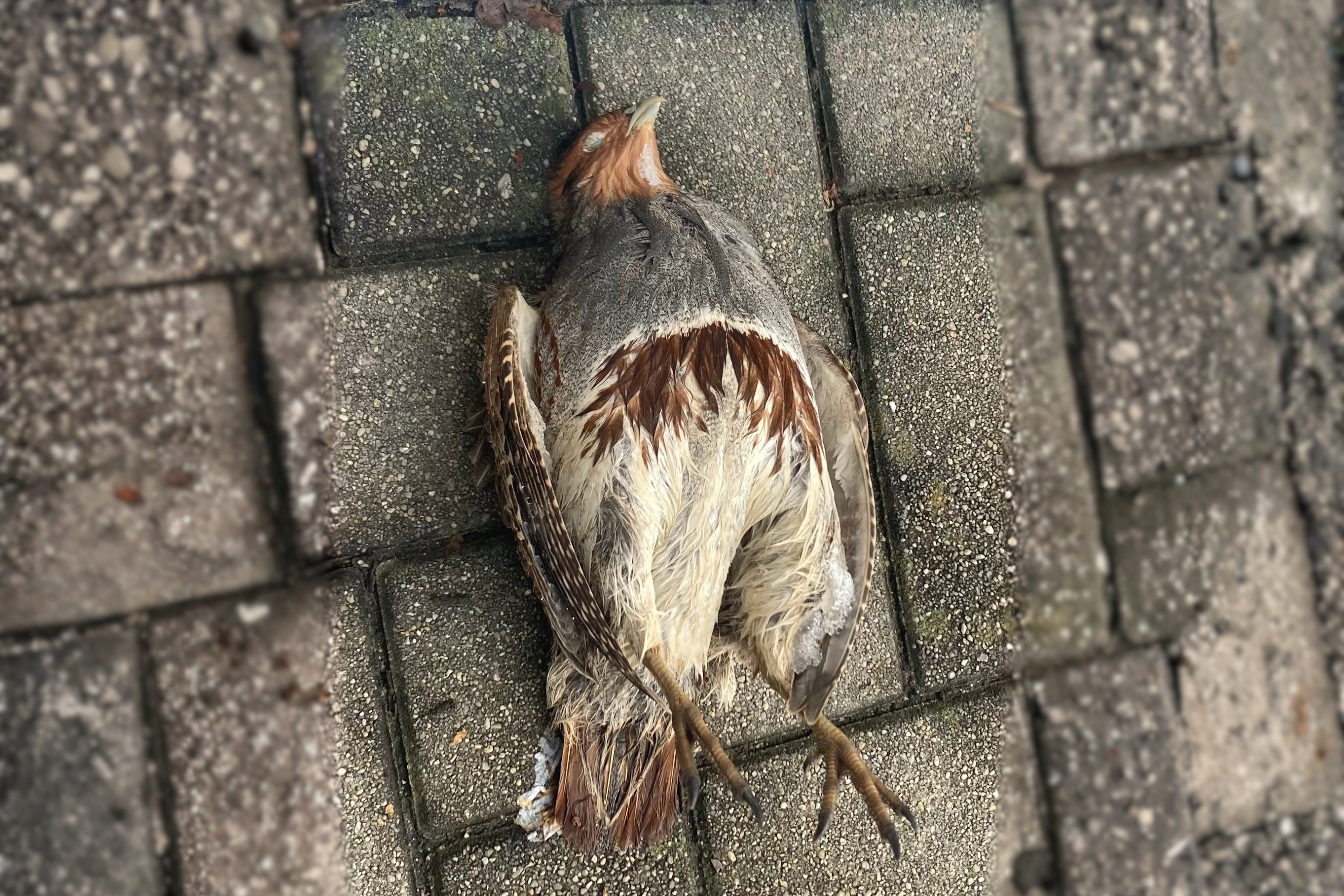 Ein Rebhuhn kollidierte mit einer Glasscheibe.