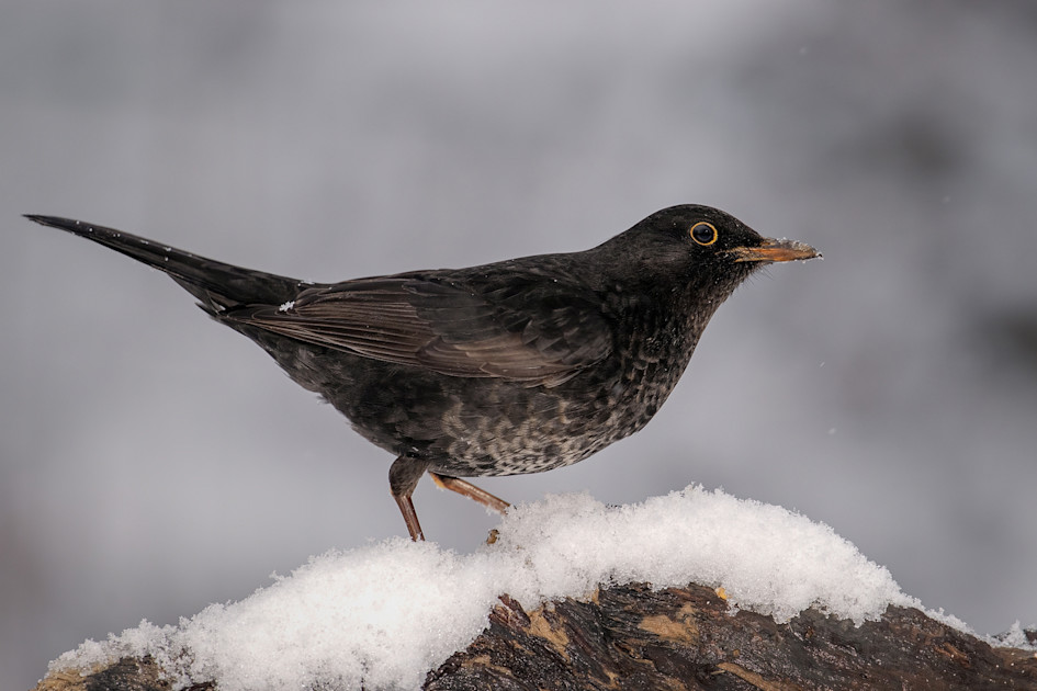 Amsel (Turdus merula)