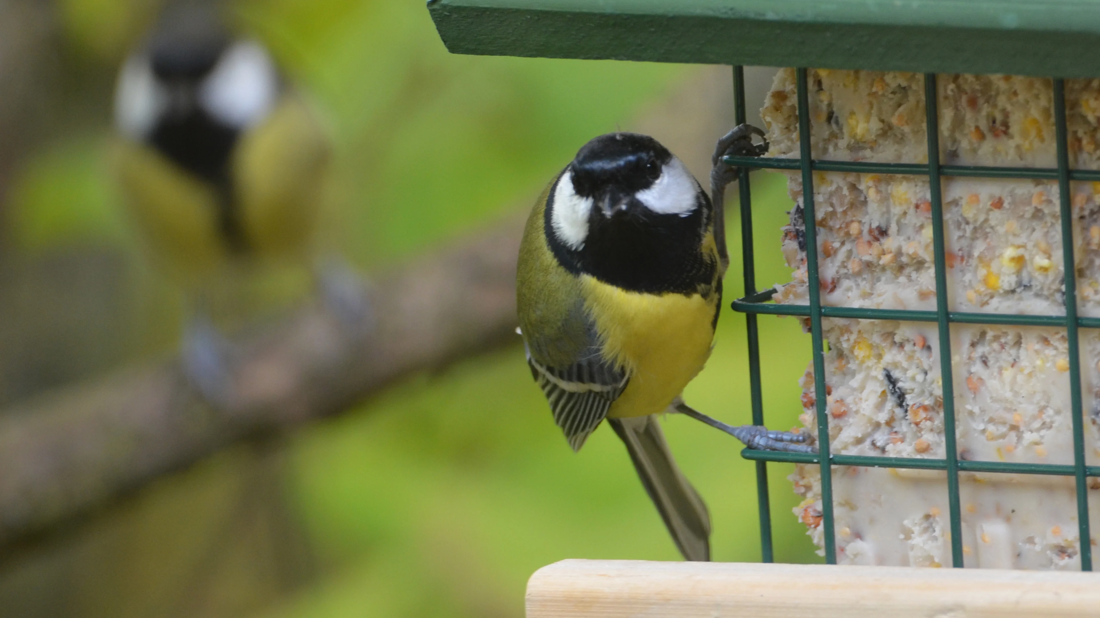 Kohlmeisen an einem Vivara-Fettblockhalter.