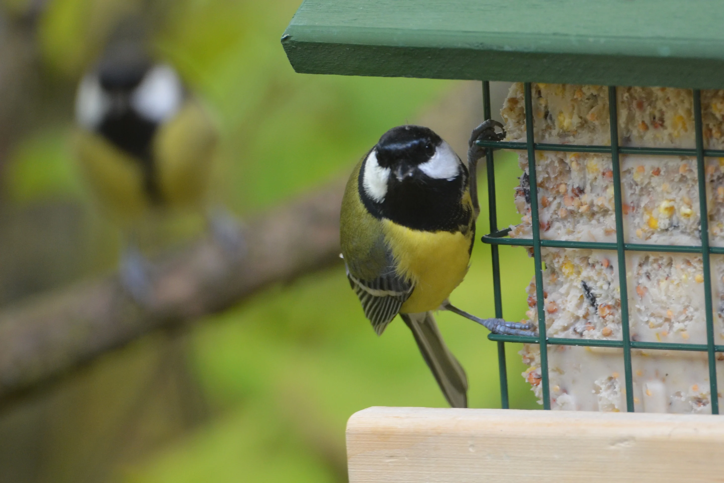 Kohlmeisen an einem Vivara-Fettblockhalter.
